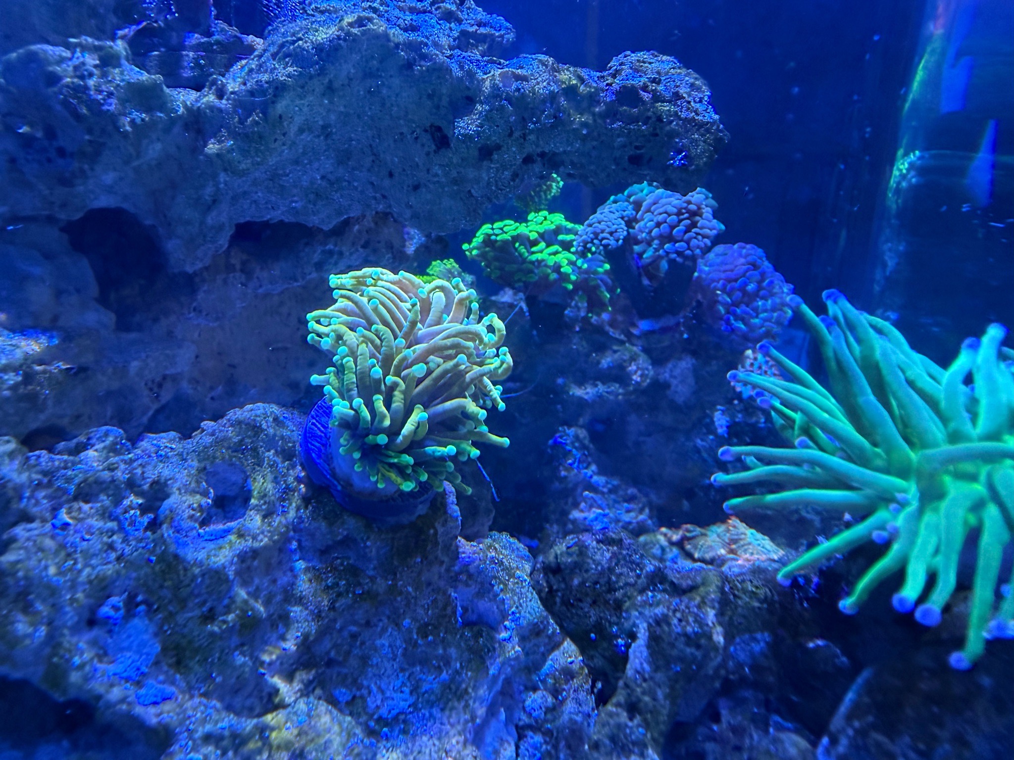 New torch coral introduced next to cotton candy coral - torch coral, cotton candy coral, cleaner shrimp (photo 2)