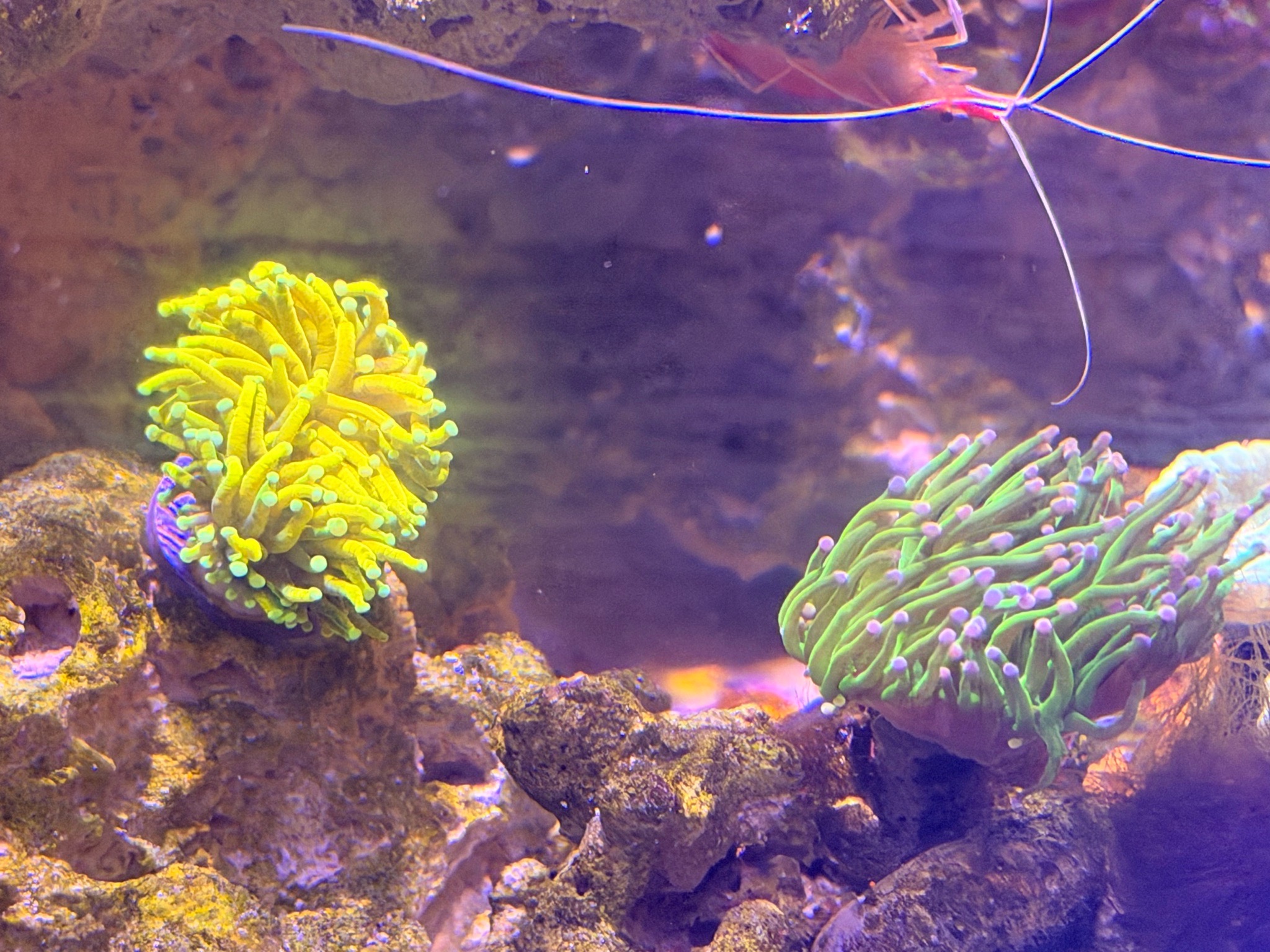 New torch coral introduced next to cotton candy coral - torch coral, cotton candy coral, cleaner shrimp