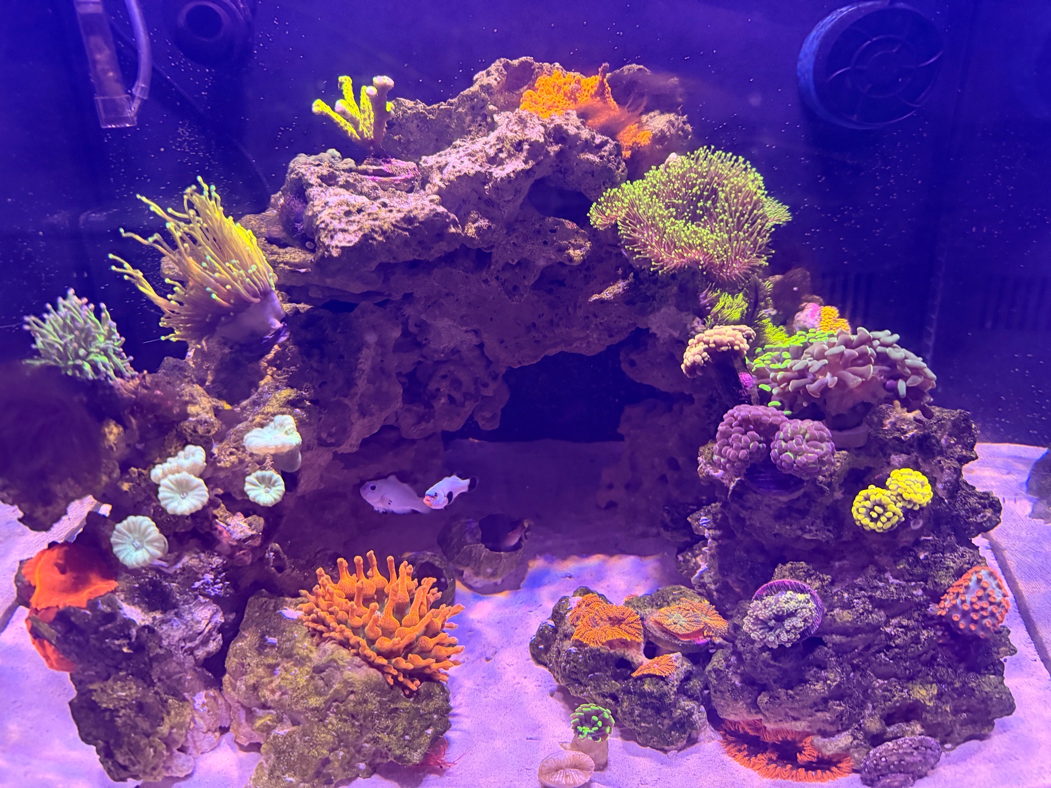 Torch coral fully extended in reef aquarium showcase - Torch coral (photo 2)