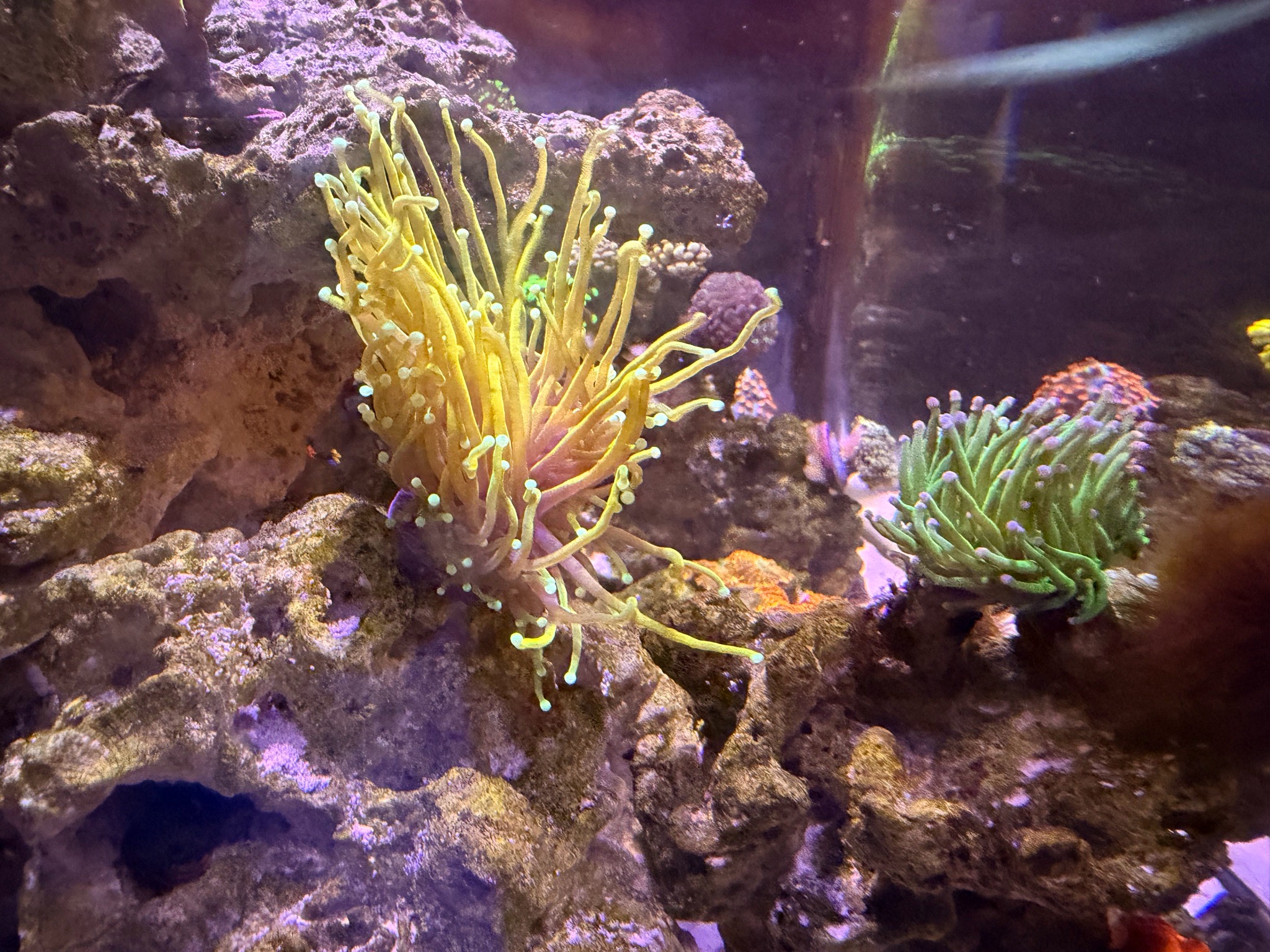 Torch coral fully extended in reef aquarium showcase - Torch coral
