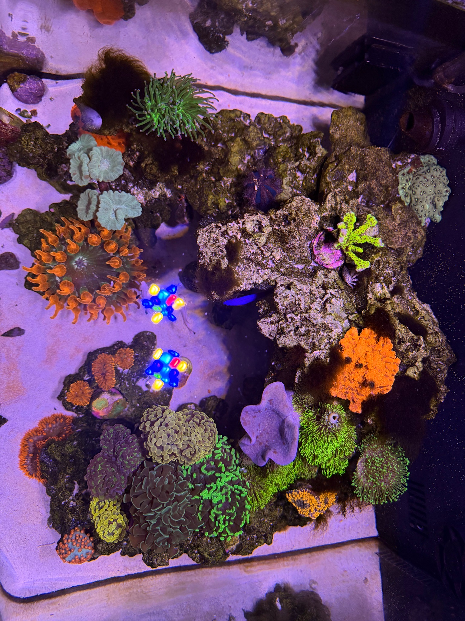 Torch coral Ricordea mushroom and green star polyps showcase - Torch Coral, Ricordea Mushroom Coral, Green Star Polyps