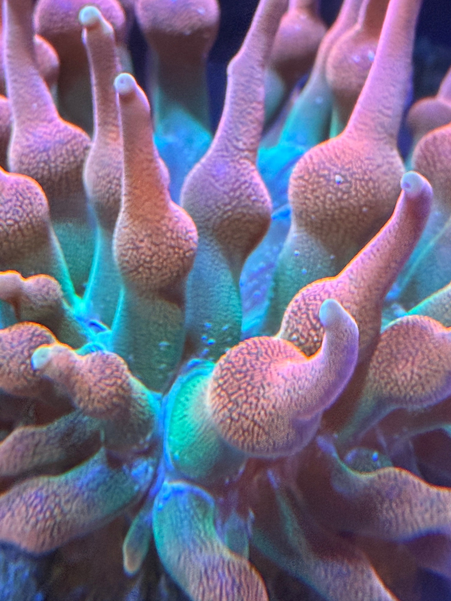 Torch coral Ricordea mushroom and green star polyps showcase - Torch Coral, Ricordea Mushroom Coral, Green Star Polyps (photo 3)