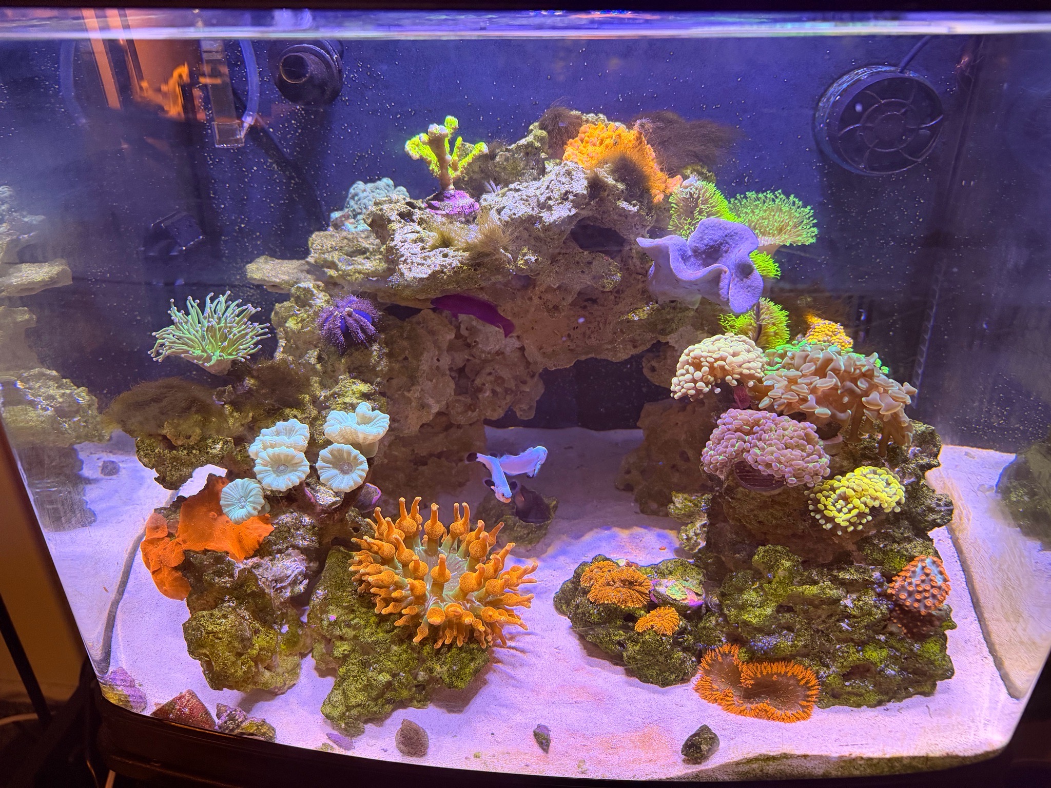 Torch coral Ricordea mushroom and green star polyps showcase - Torch Coral, Ricordea Mushroom Coral, Green Star Polyps (photo 2)