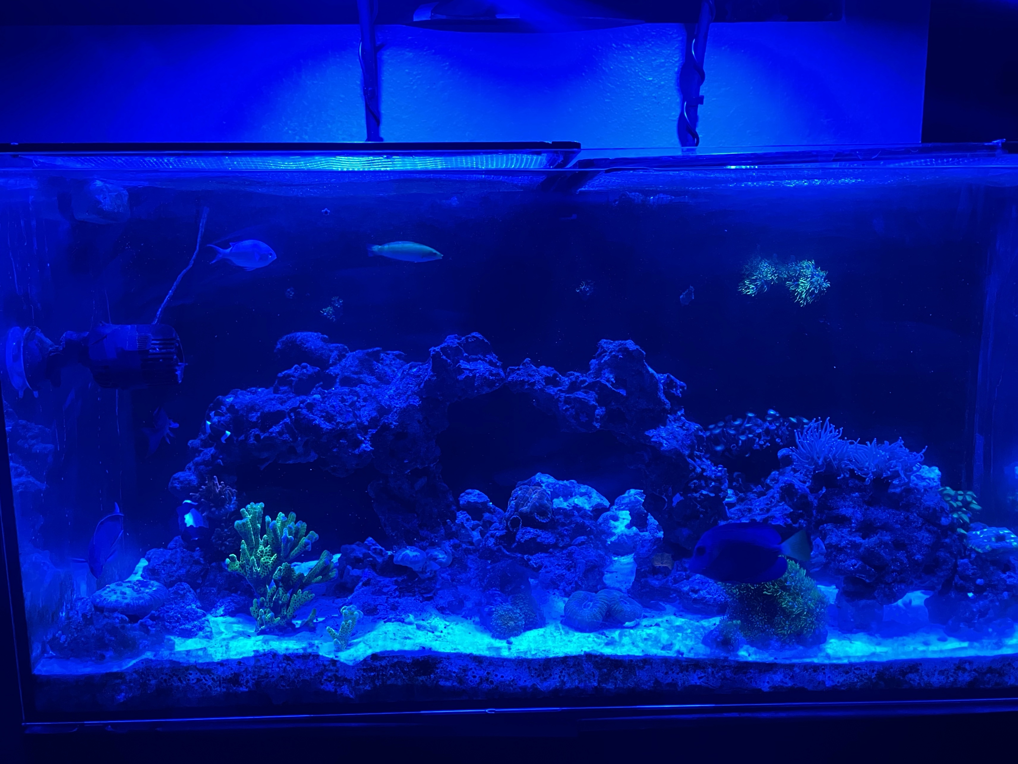 Tank Image