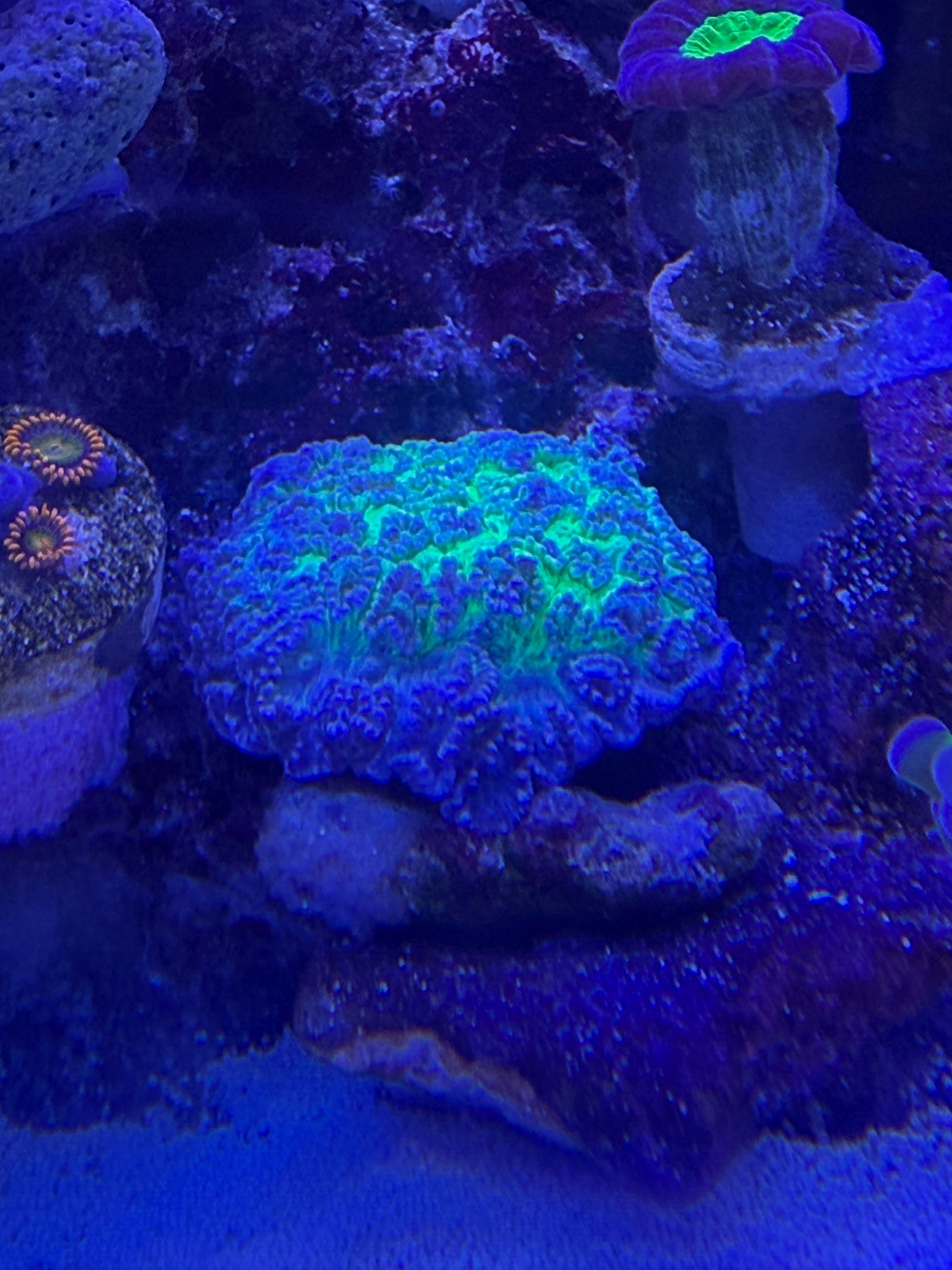 Why is my stoney coral retracting and showing spines at night - Stoney coral
