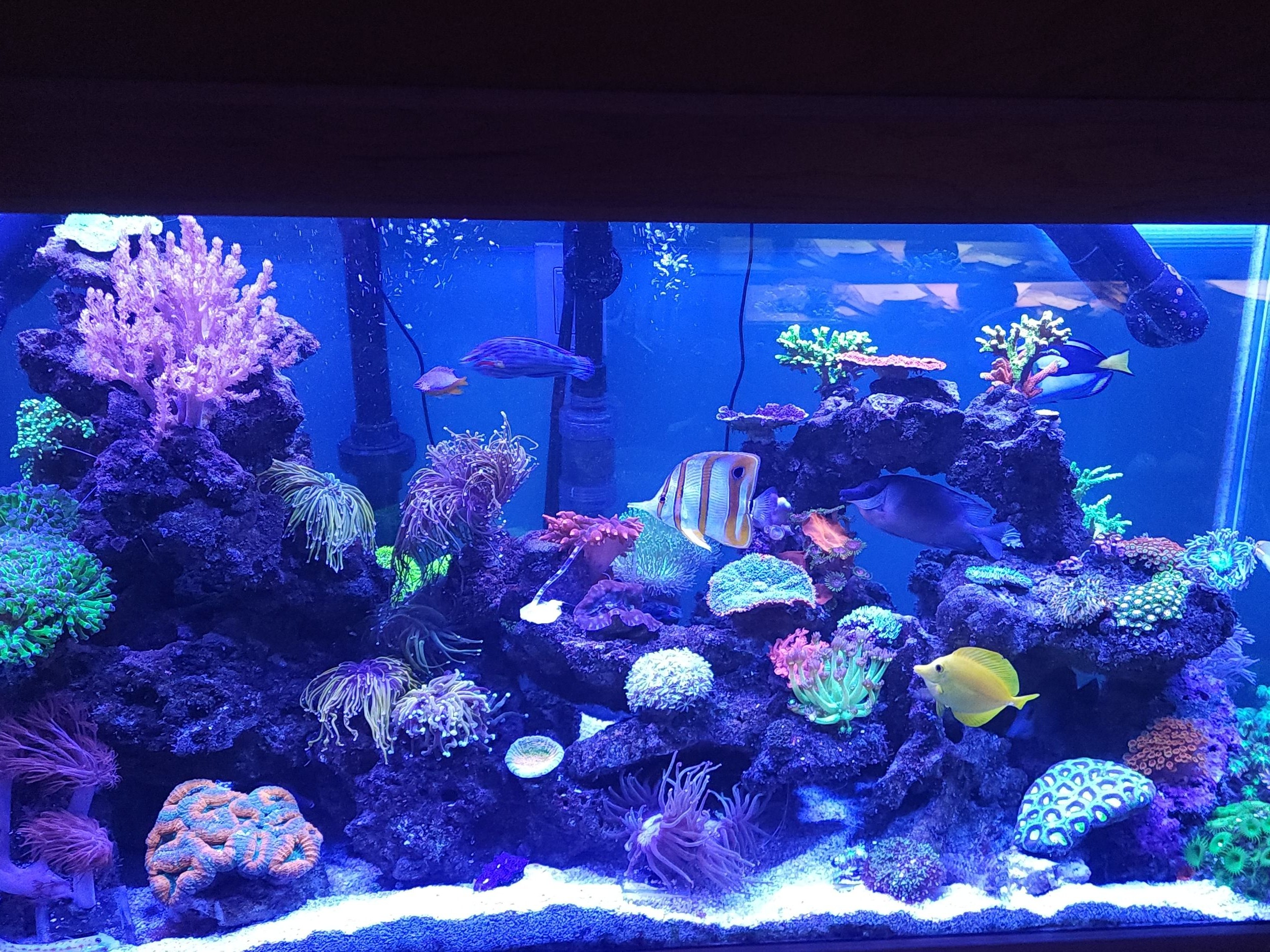 Tank Image