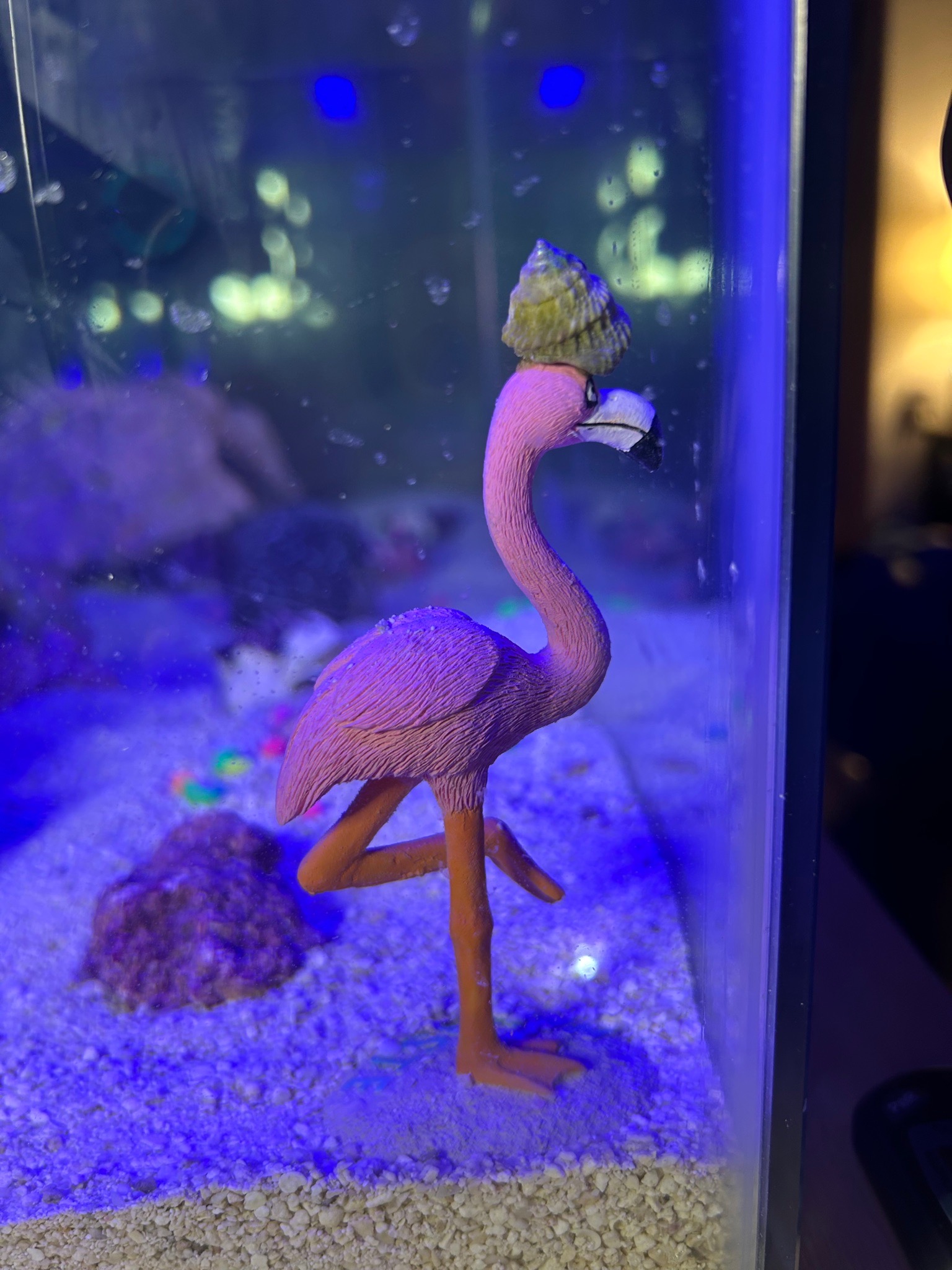 Turban snail perched on flamingo aquarium decoration - turban snail
