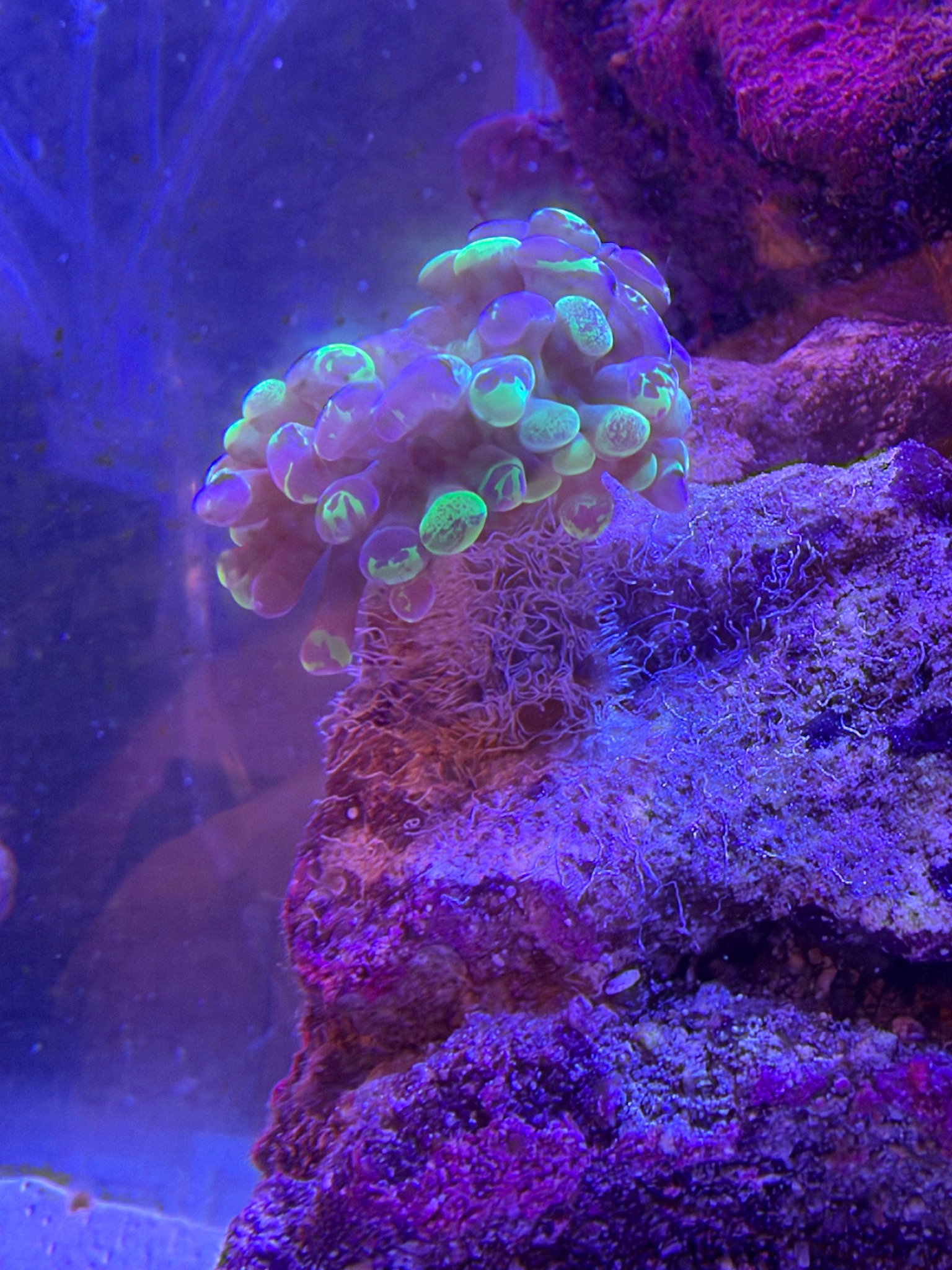 What are the white strings on my hammer coral calcium body - hammer coral