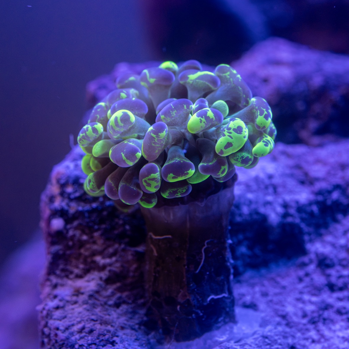 Tank Image