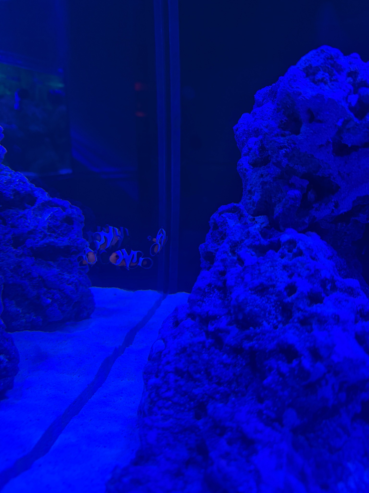 Extreme Mocha Gladiator and DaVinci Clownfish with Midas Blenny in e-1 - Midas Blenny, Extreme Mocha Gladiator Clownfish, DaV