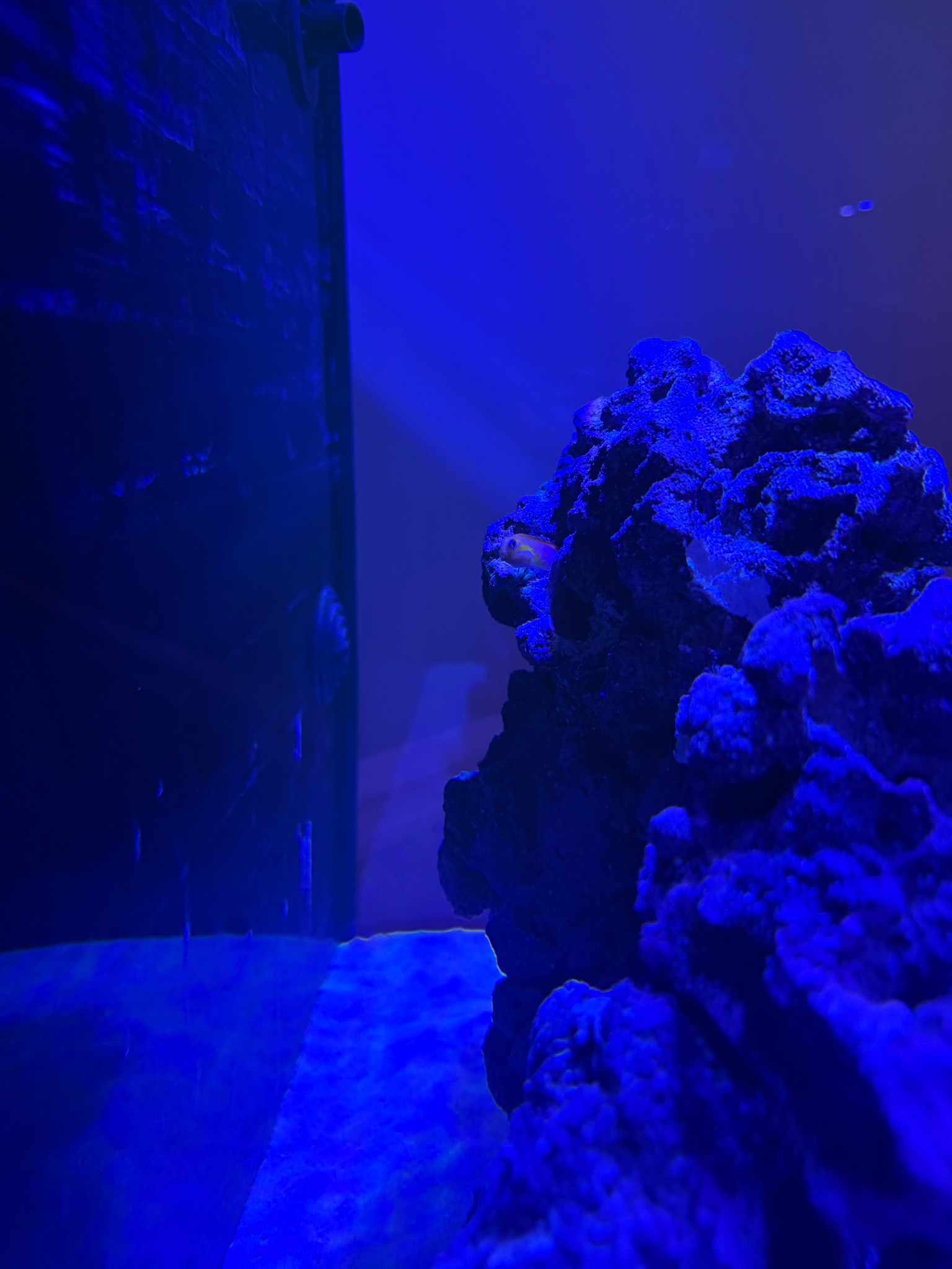 Extreme Mocha Gladiator and DaVinci Clownfish with Midas Blenny in e-1 - Midas Blenny, Extreme Mocha Gladiator Clownfish, DaV (photo 2)
