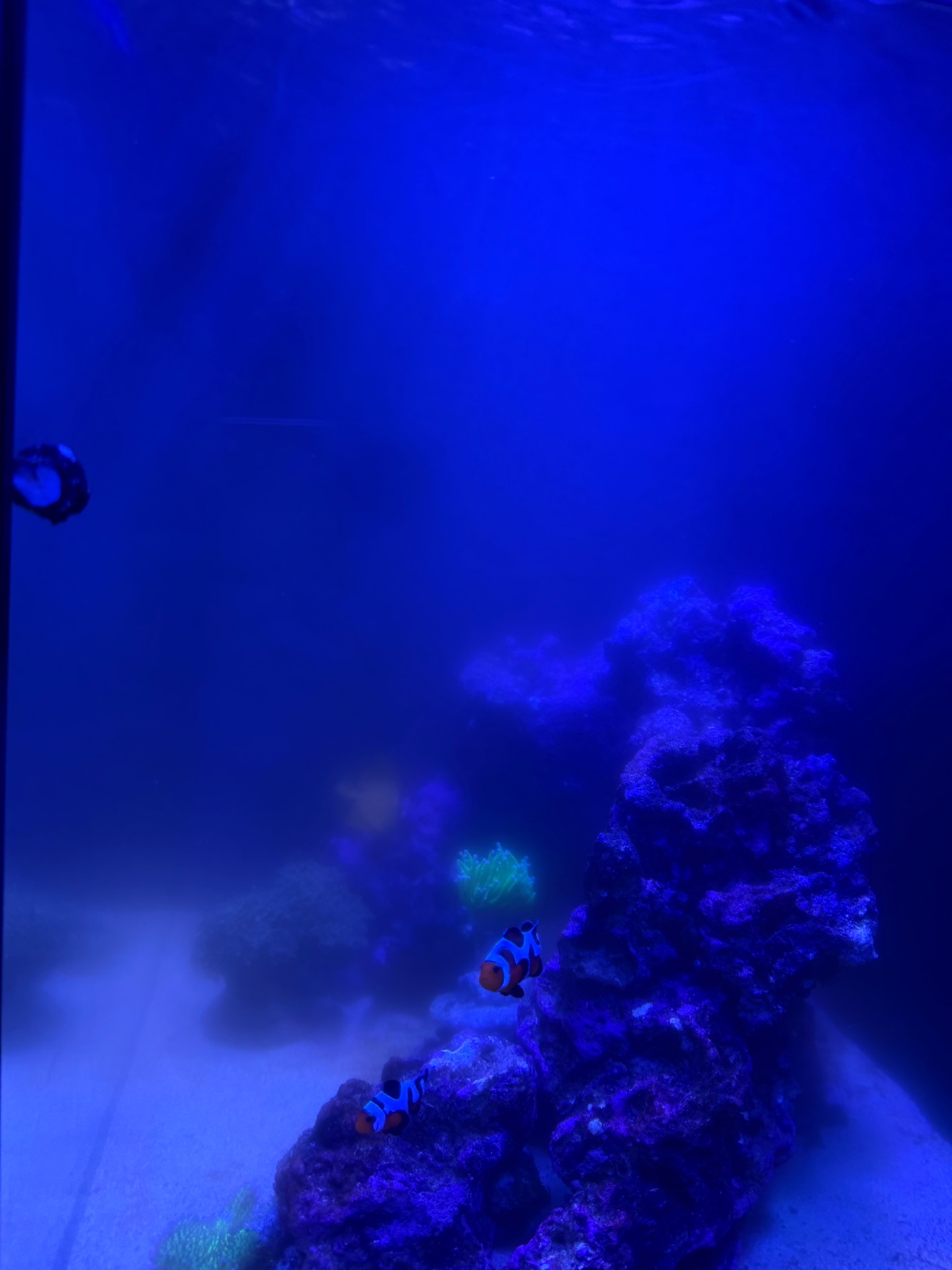 Why is my new clownfish reef tank cloudy during the day - clownfish