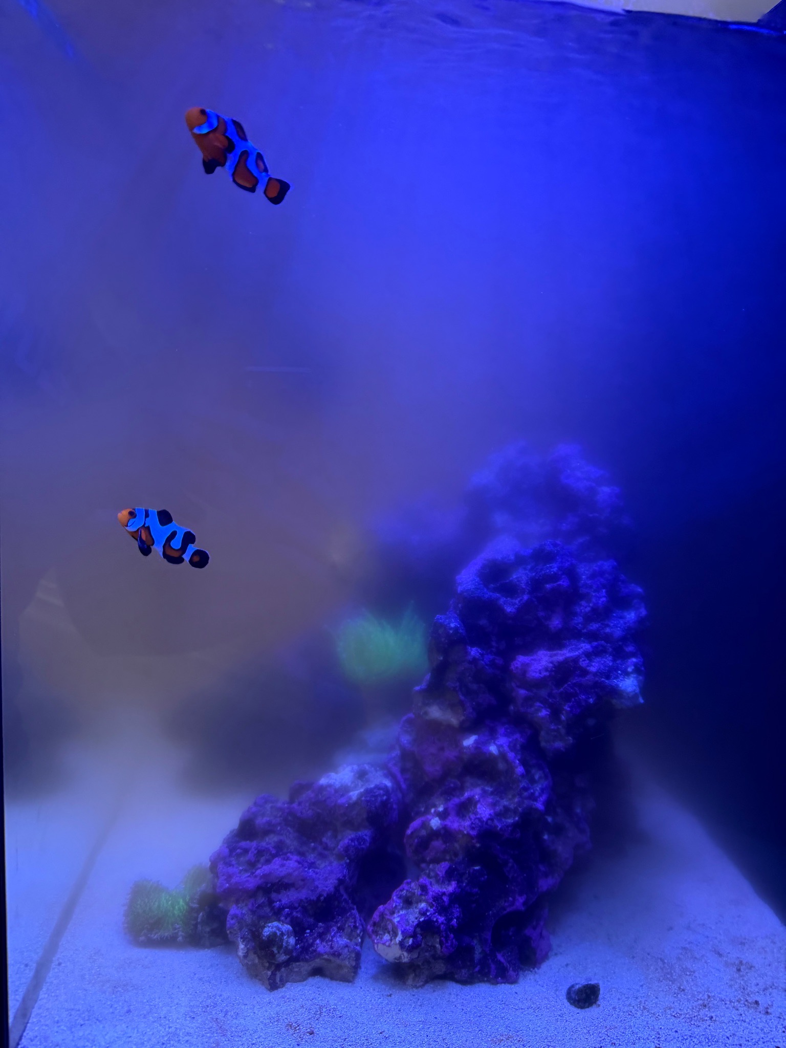 Why is my new clownfish reef tank cloudy during the day - clownfish (photo 2)