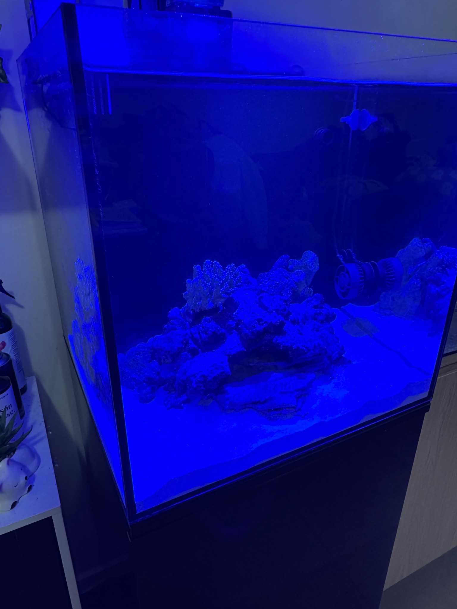 80L nano reef setup with filter roller and Jebao wavemaker - clownfish, copepods, phytoplankton