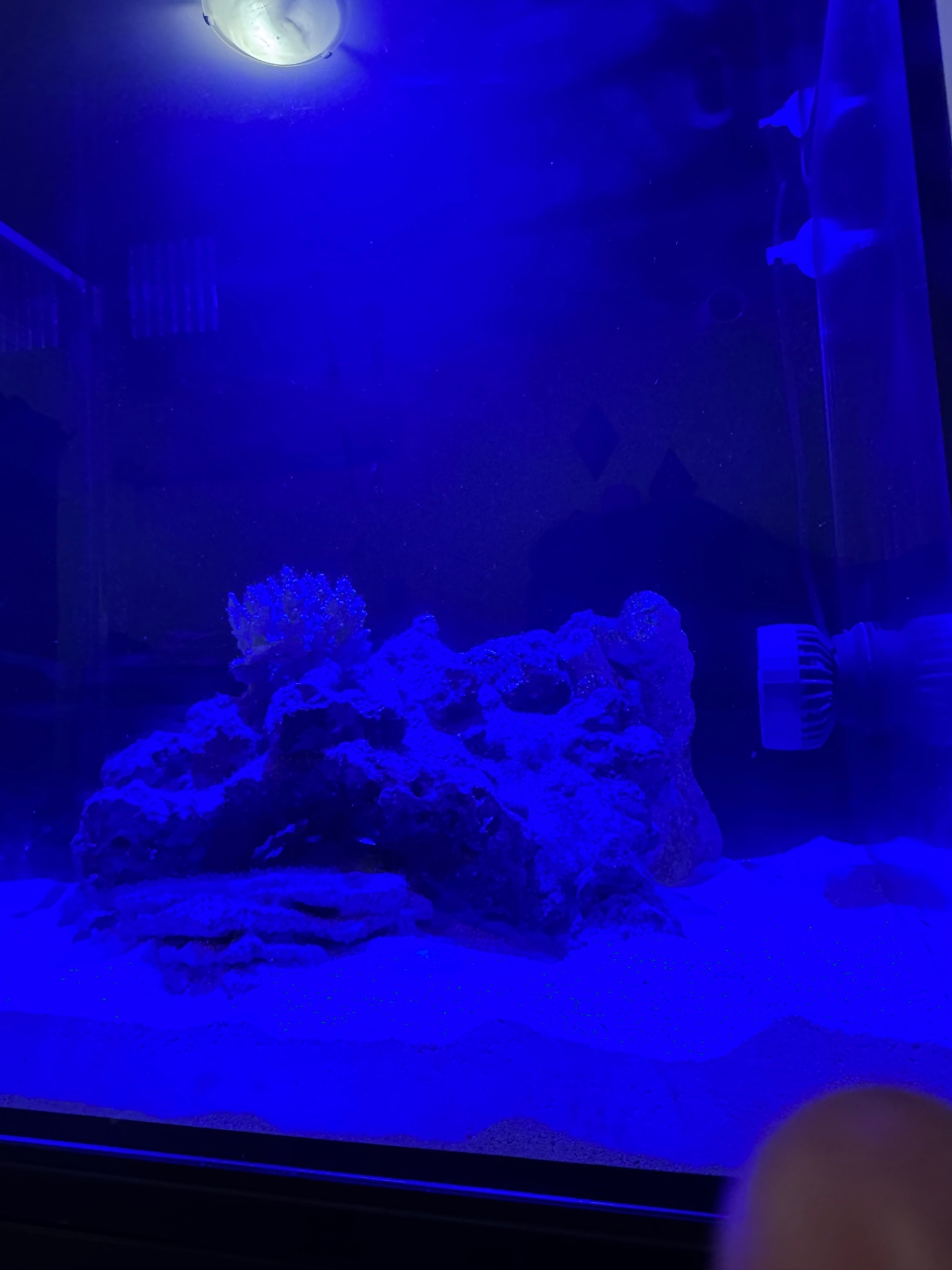 Nano reef tank water change improves alkalinity and calcium (photo 2)