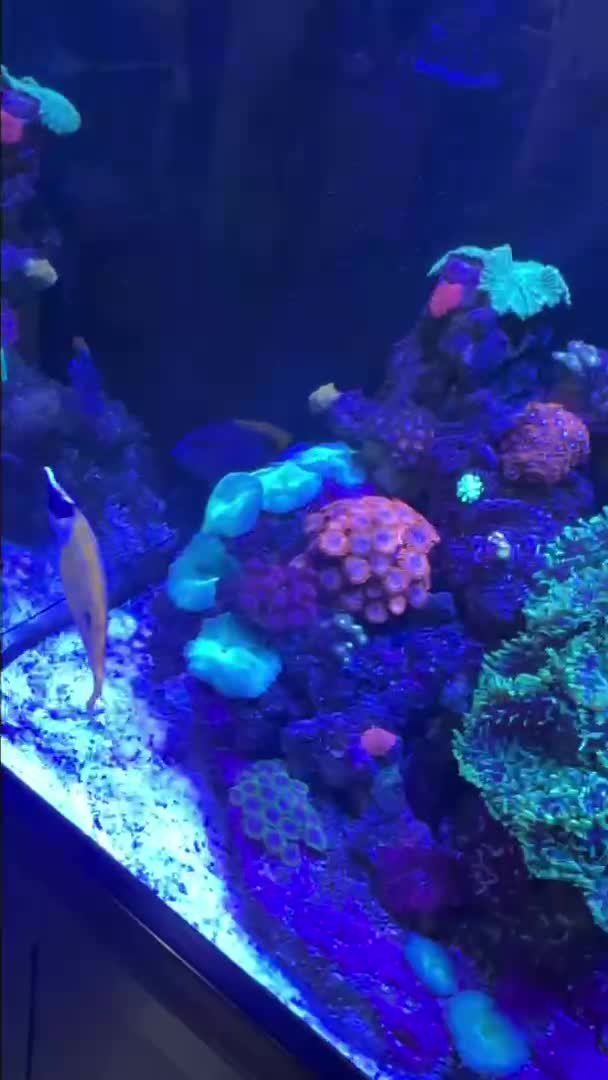 Zoanthids mottled green tip hammer and mushroom corals showcase