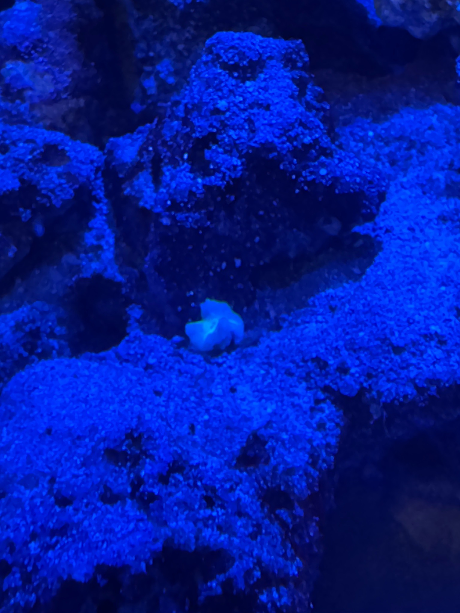 Superman Rhodactis coral acclimation and bristle worm removal - Discosoma Mushroom, Rhodactis Mushroom, Superman Rhodactis (photo 3)