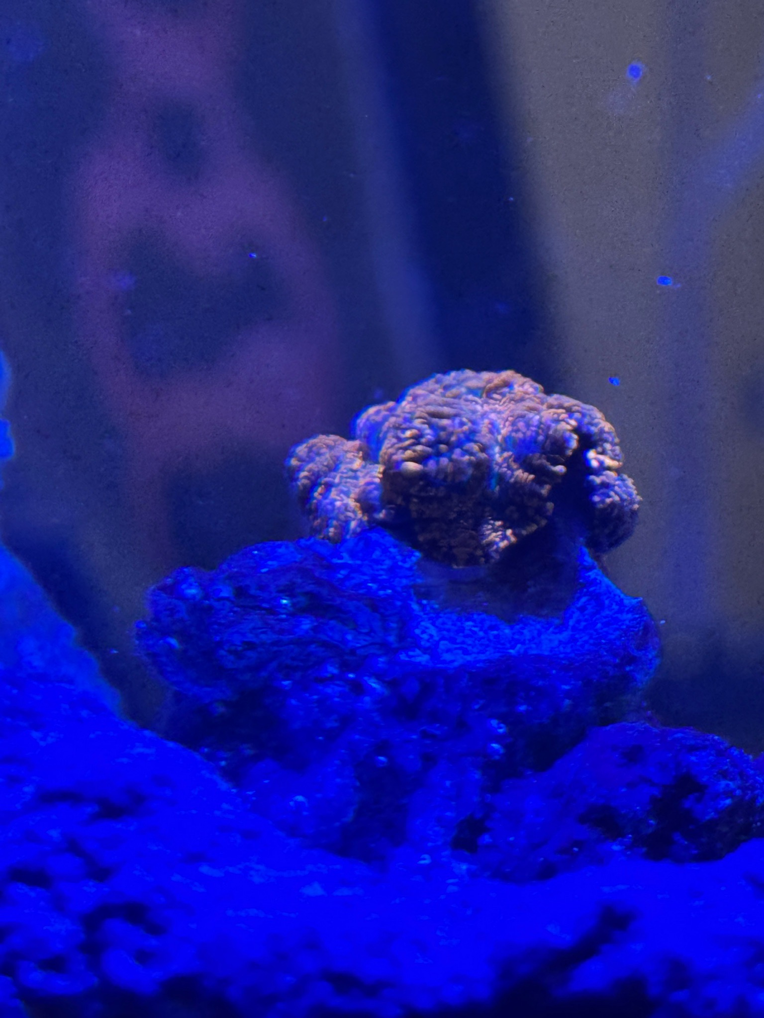 Superman Rhodactis coral acclimation and bristle worm removal - Discosoma Mushroom, Rhodactis Mushroom, Superman Rhodactis (photo 2)
