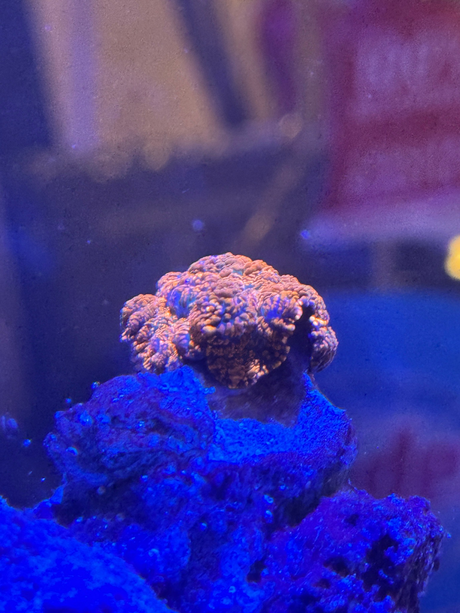 Superman Rhodactis coral acclimation and bristle worm removal - Discosoma Mushroom, Rhodactis Mushroom, Superman Rhodactis