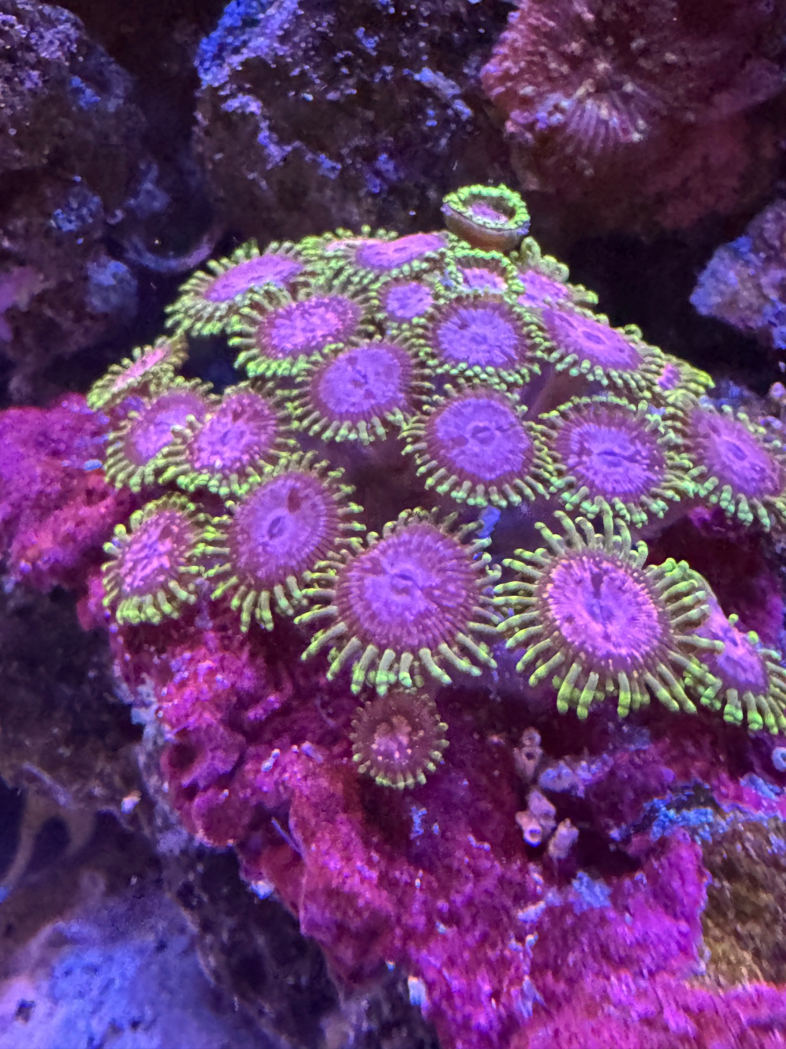 Snapped some photos of our corals around our 300l display the other da... (photo 4)