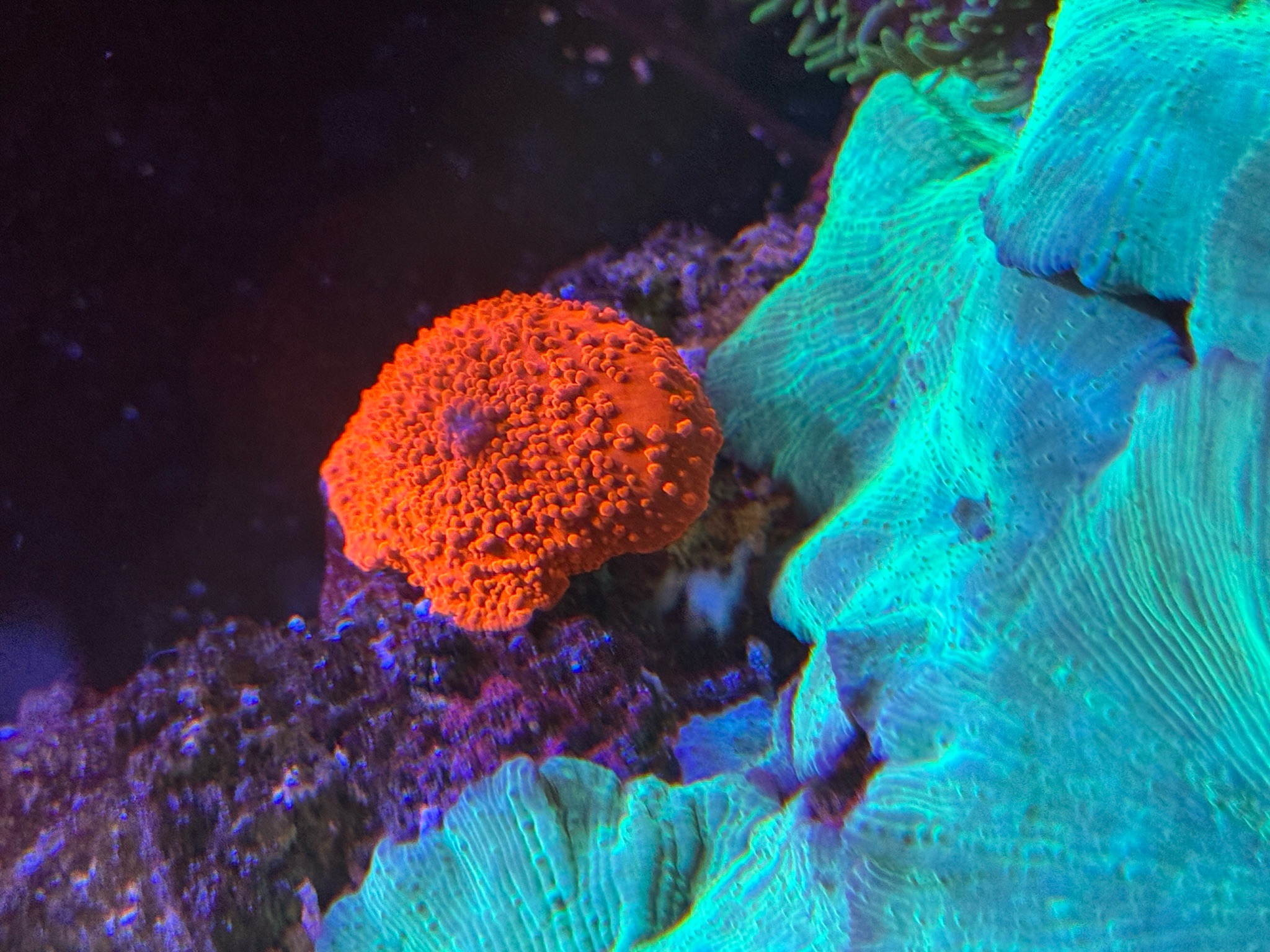 Snapped some photos of our corals around our 300l display the other da... (photo 6)