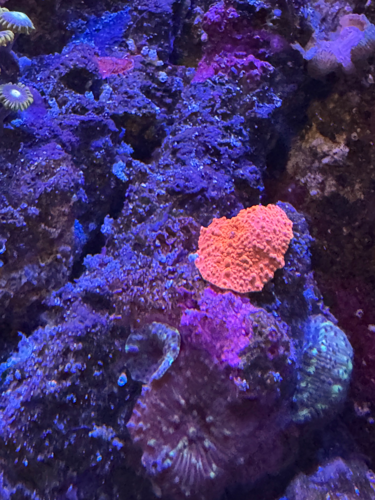 Snapped some photos of our corals around our 300l display the other da... (photo 7)