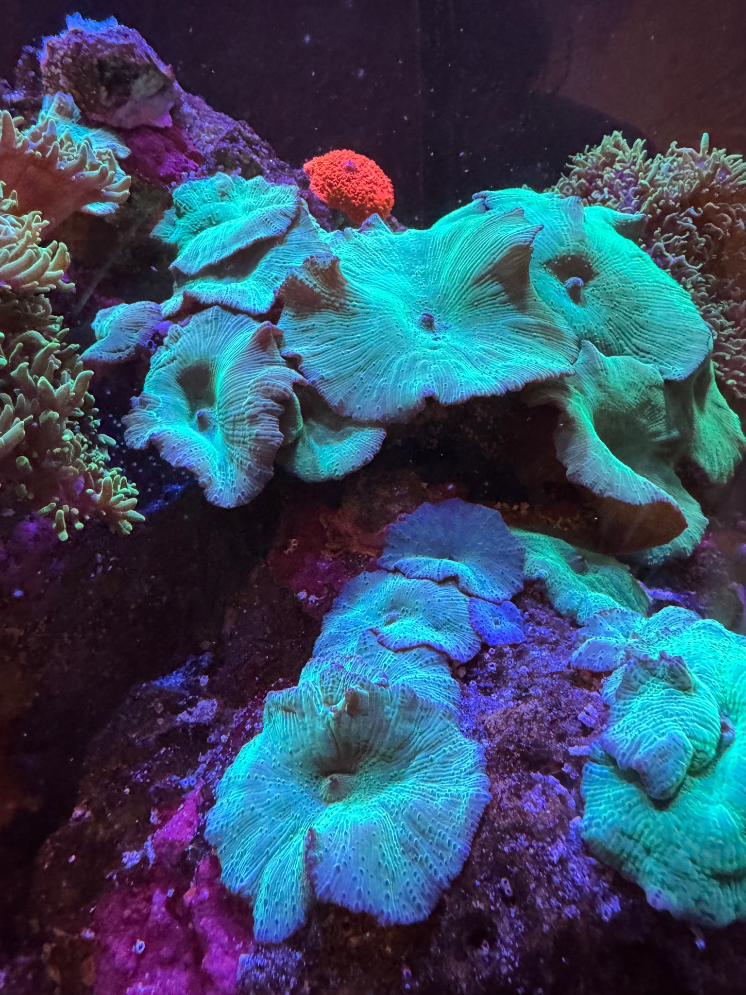 Snapped some photos of our corals around our 300l display the other da... (photo 2)