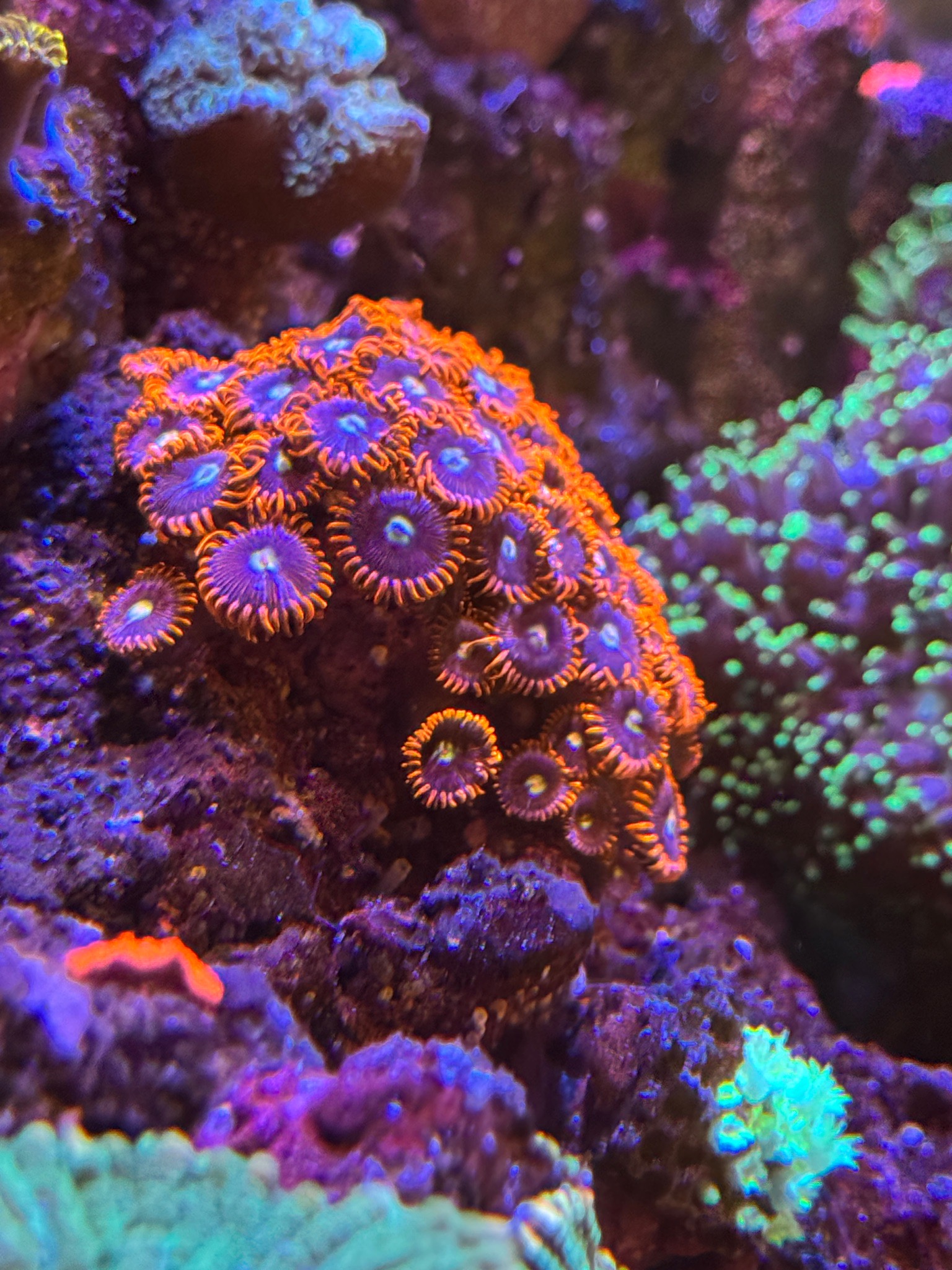 Snapped some photos of our corals around our 300l display the other da... (photo 5)