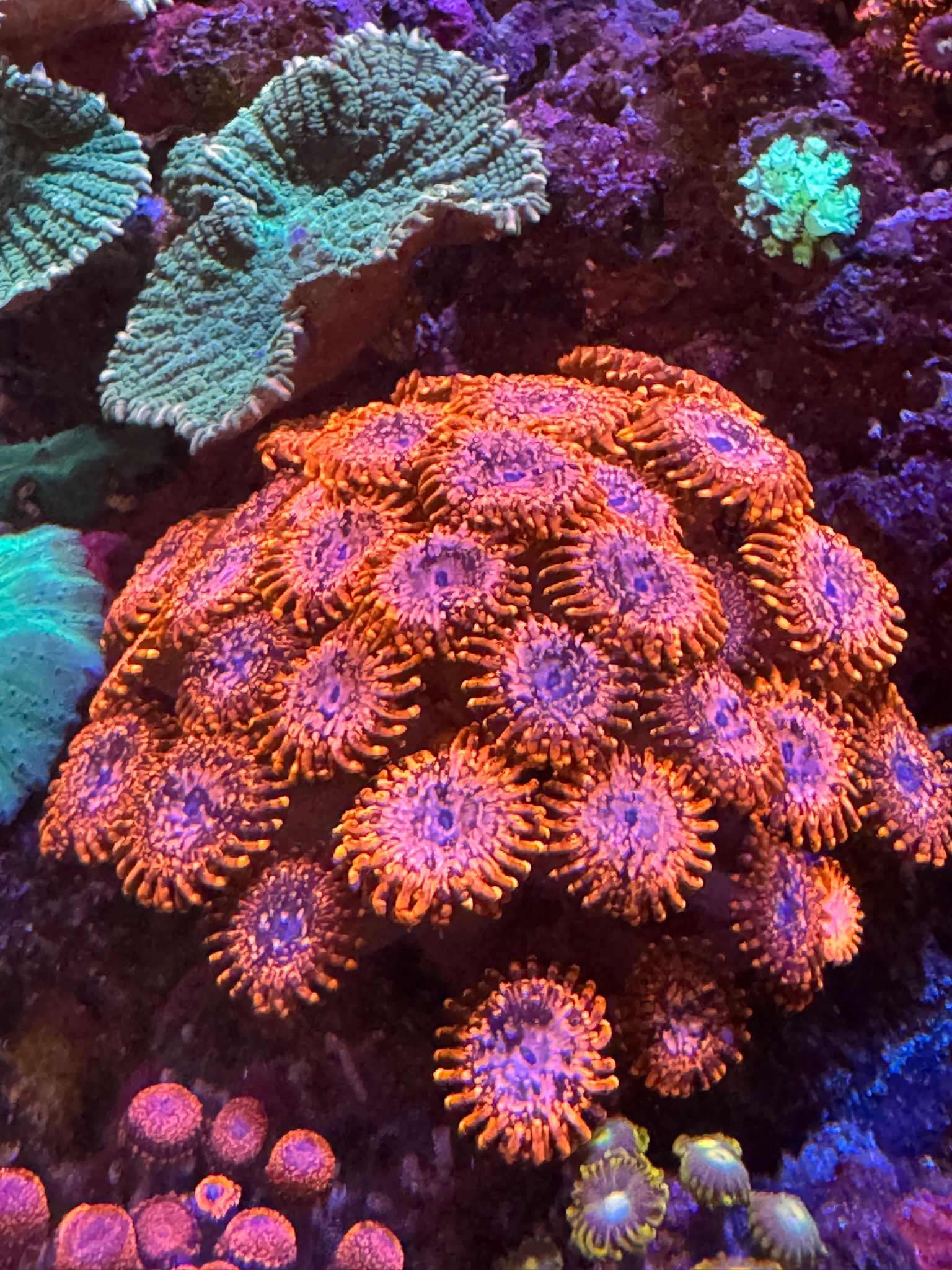 Snapped some photos of our corals around our 300l display the other da...