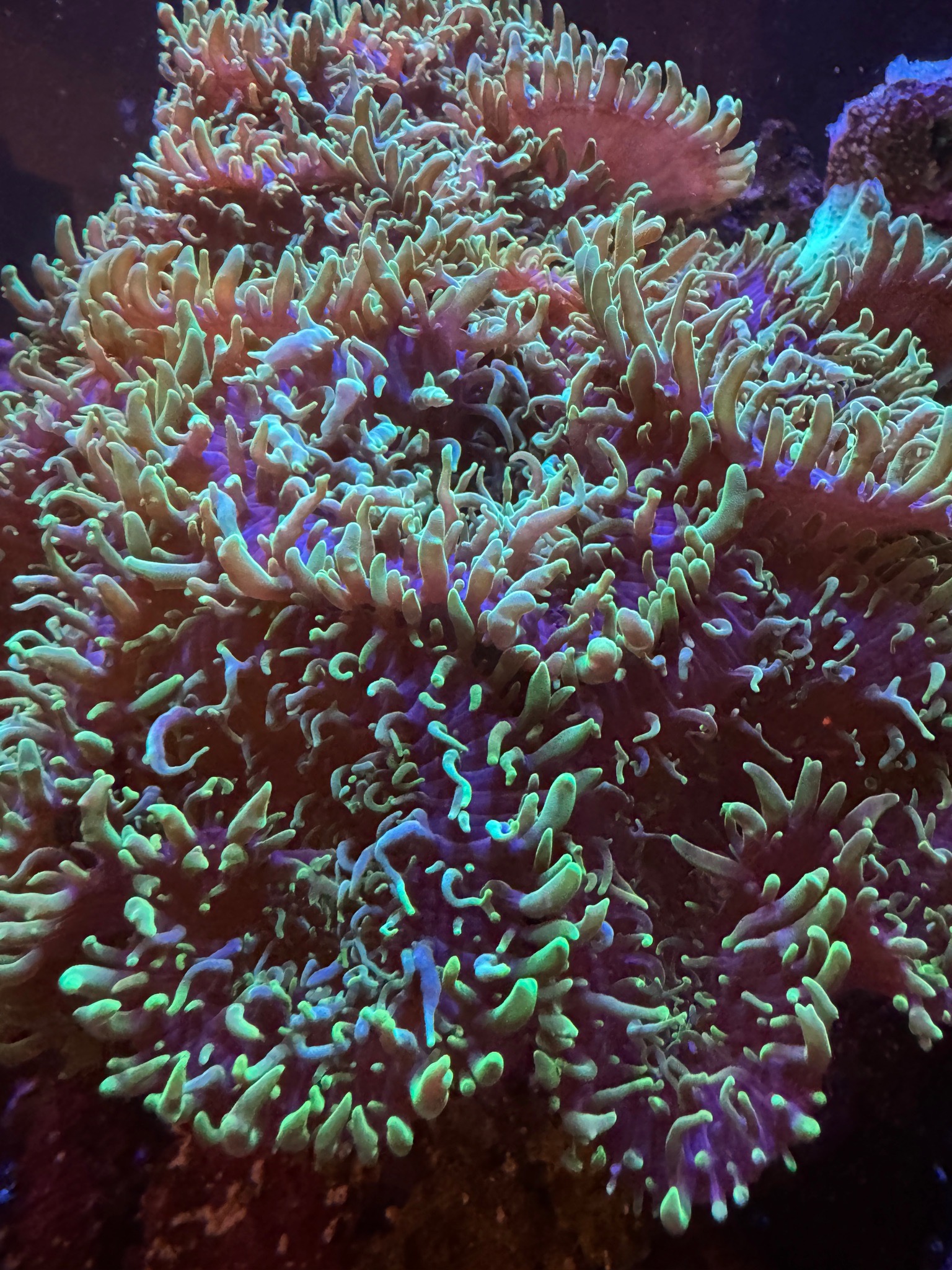 Snapped some photos of our corals around our 300l display the other da... (photo 3)
