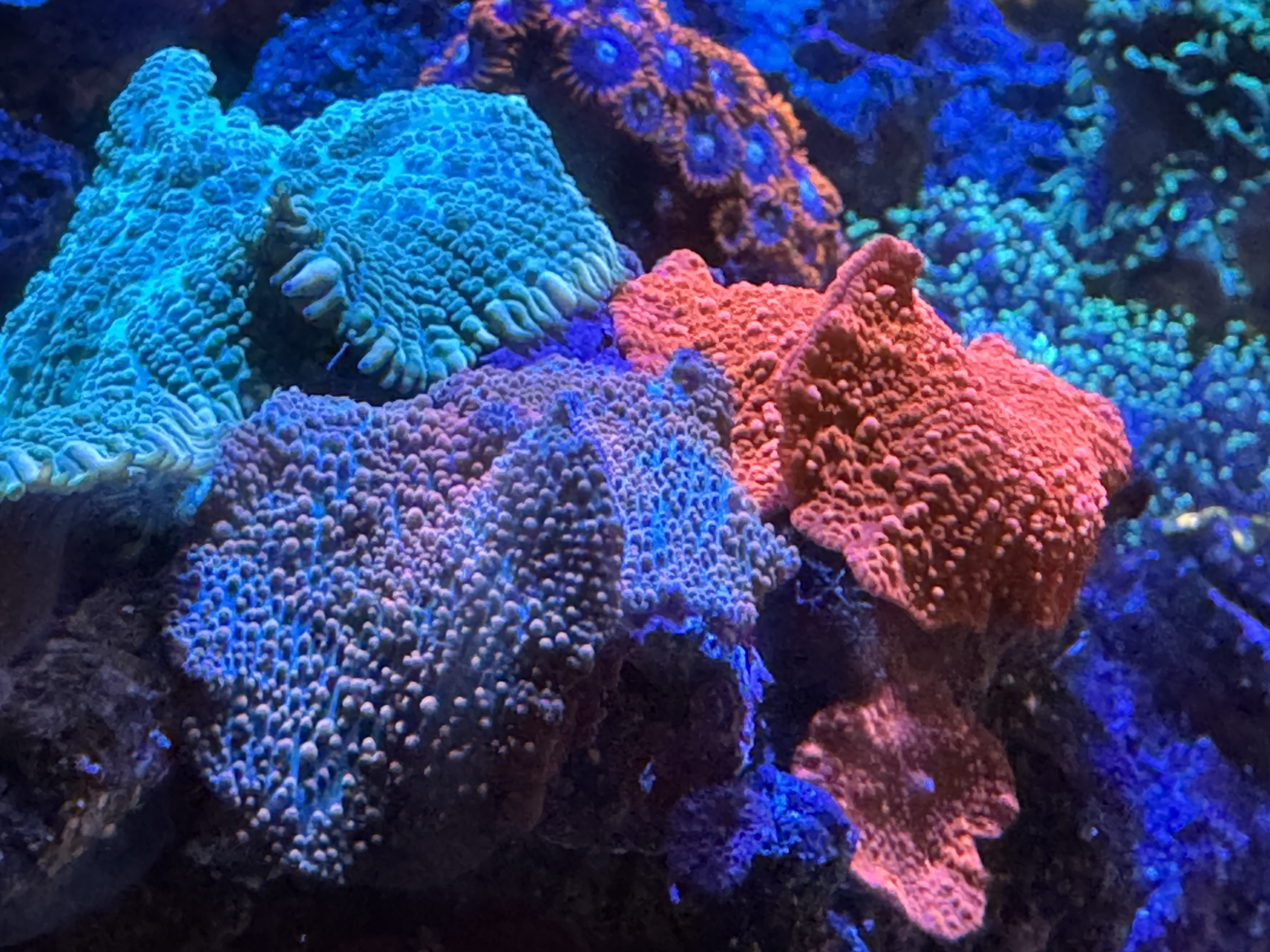 Tank Image