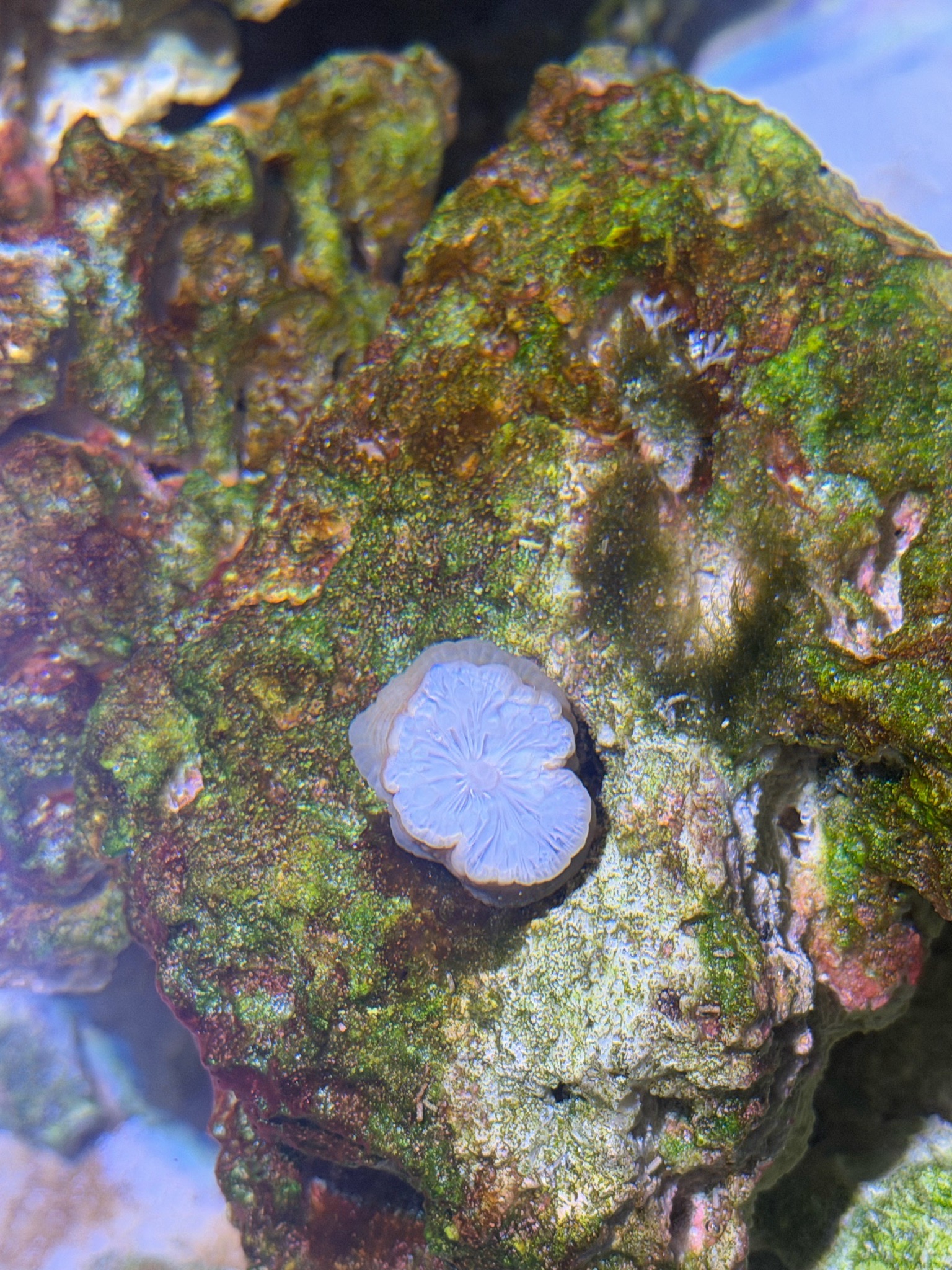 Why is my mushroom coral not opening for a month - mushroom coral