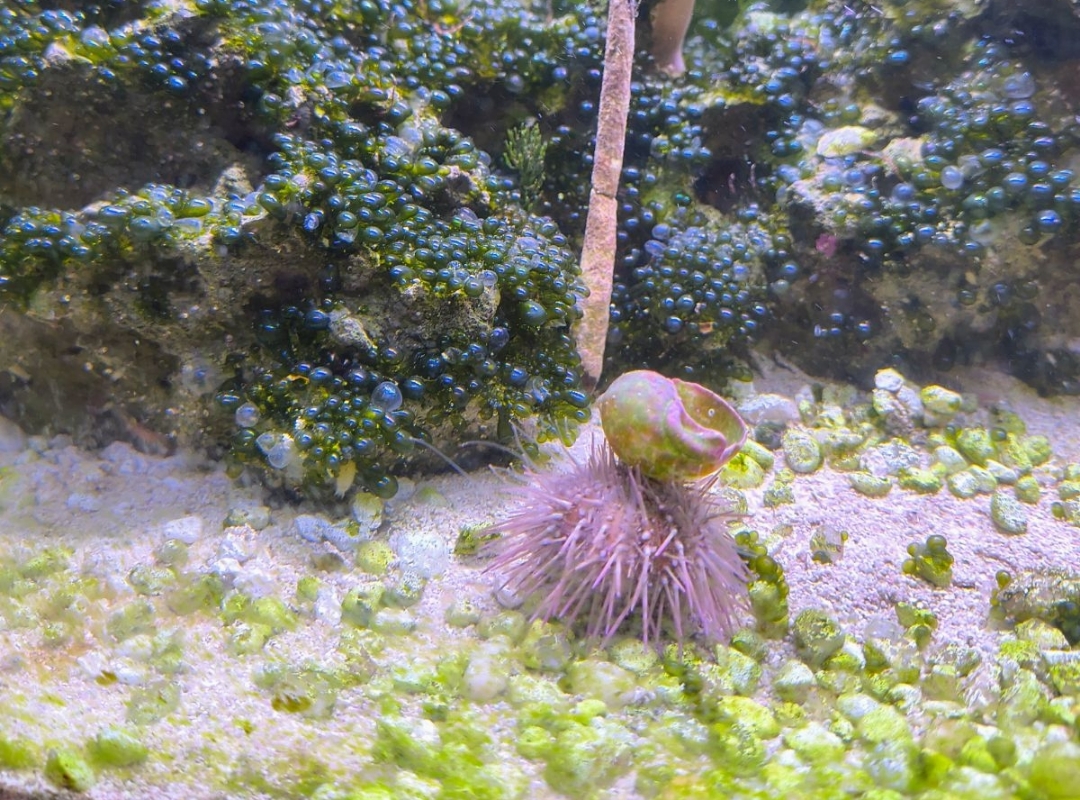 Tank Image