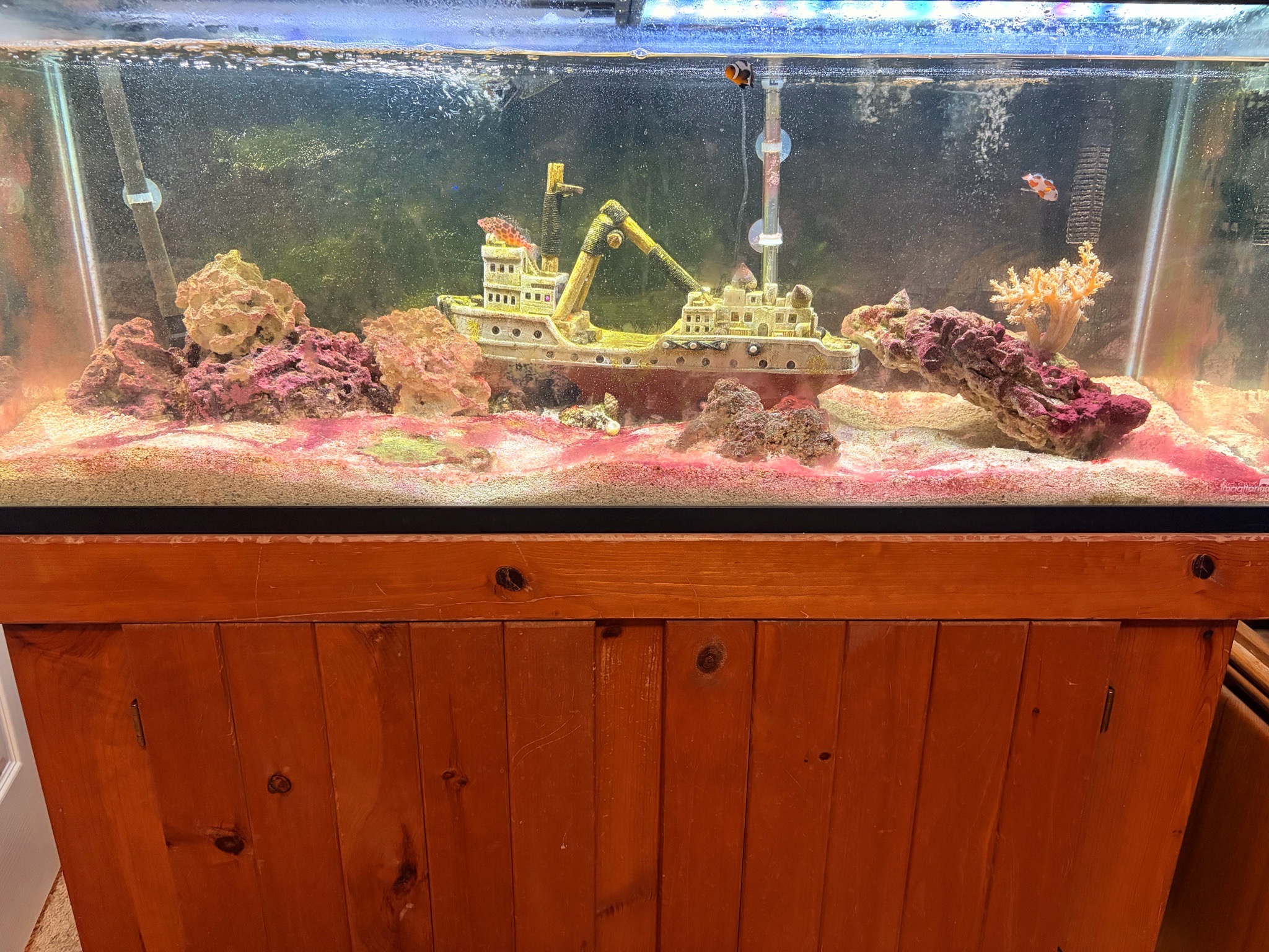 How to get rid of red algae affecting zoa frag in reef tank - zoa frag