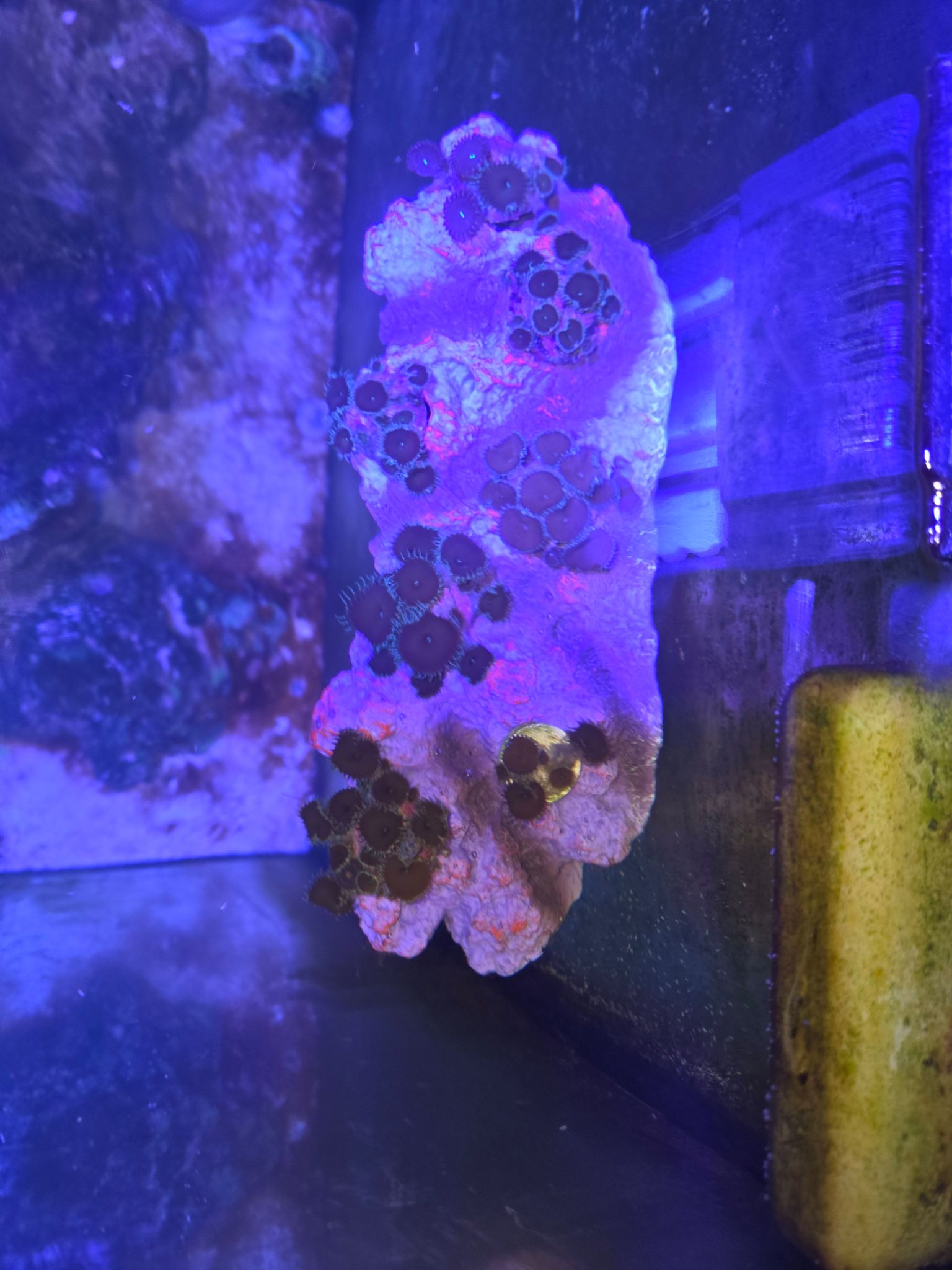 Floating zoanthid zoa rocks created using magnets - zoanthids (photo 2)