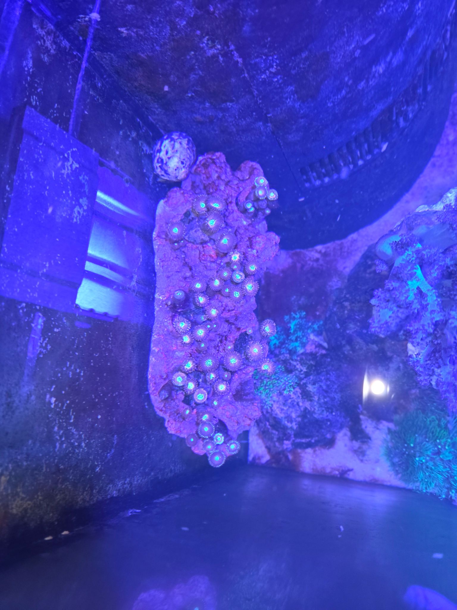 Floating zoanthid zoa rocks created using magnets - zoanthids