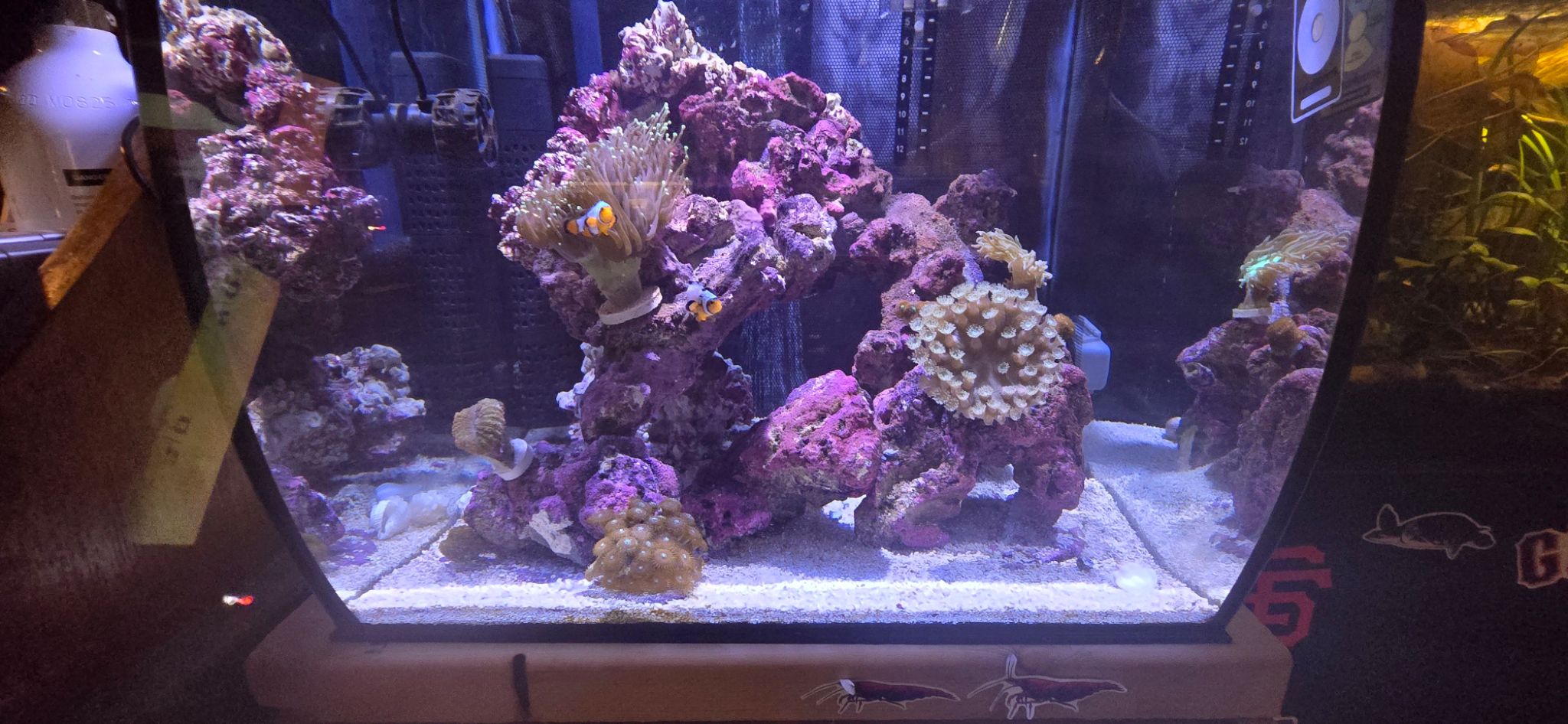 First saltwater tank with clownfish anemone and zoanthids at 4 months - clownfish, anemone, zoanthids (photo 2)
