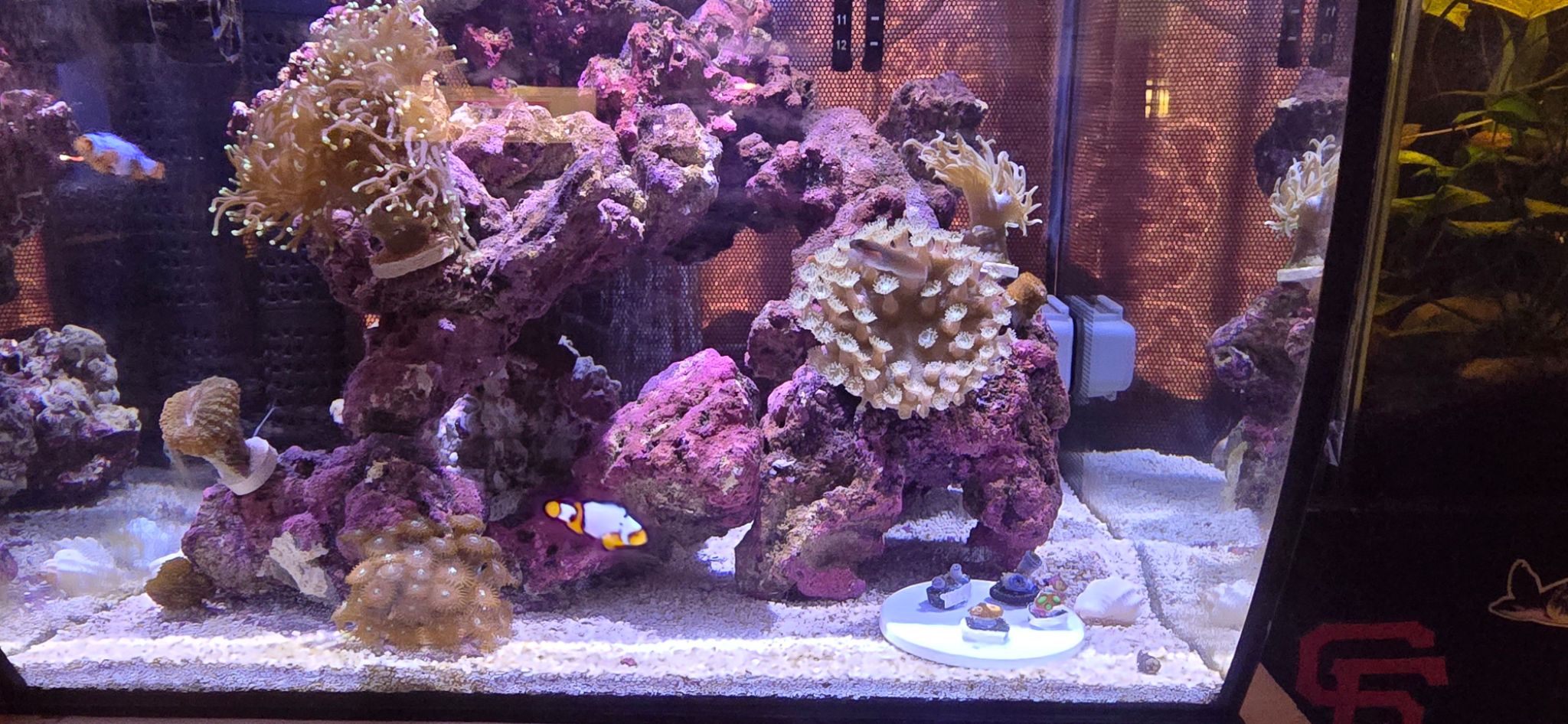First saltwater tank with clownfish anemone and zoanthids at 4 months - clownfish, anemone, zoanthids
