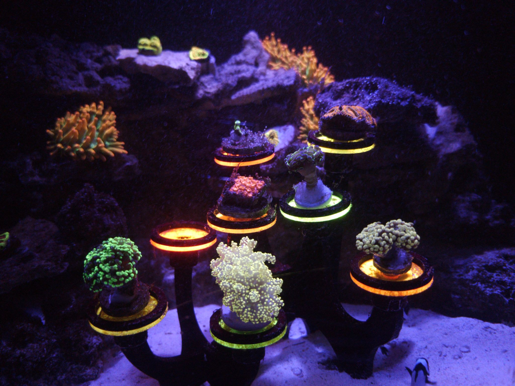 Gold orange Octospawn coral new addition in reef tank - Octospawn