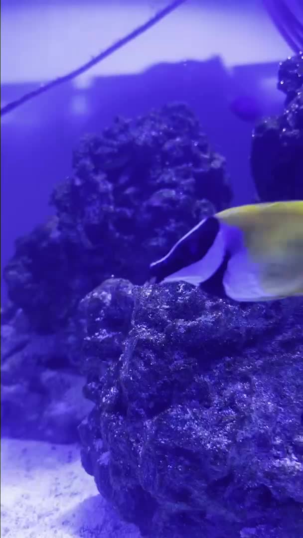Algae is back.  Tank looks rubbish again