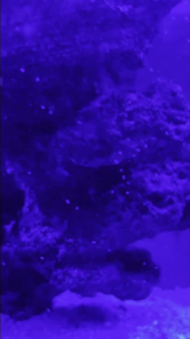 Are these likely copepods ? I added some 2 weeks ago and haven’t seen any during the day s...