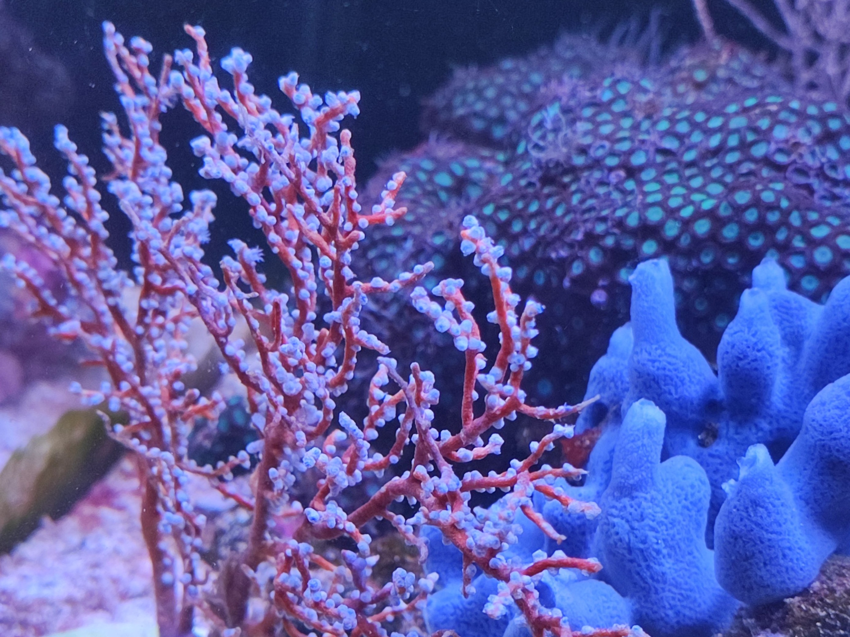 Tank Image