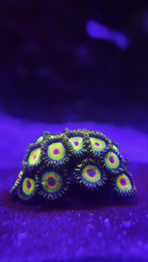Rasta Zoas putting on a show 🌈🔥
That color combo is hard to beat 👀🪸
TikTok:Jay.the.ree...