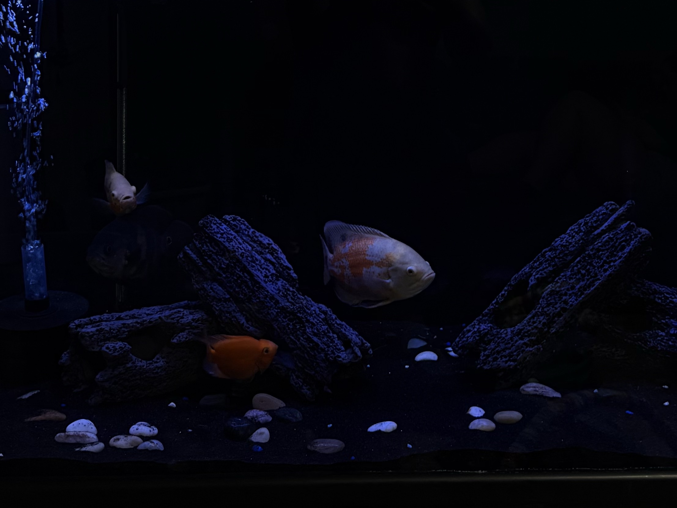 Tank Image
