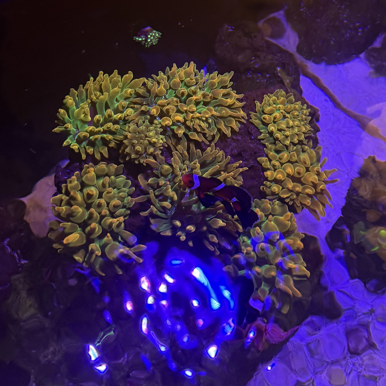 Tank Image