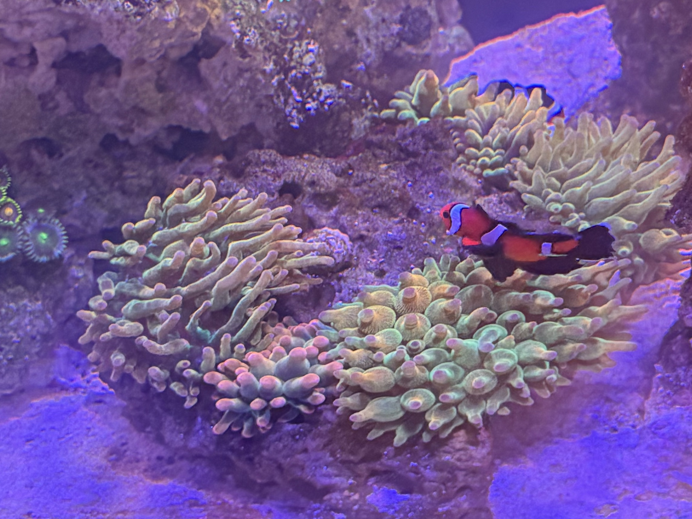Tank Image