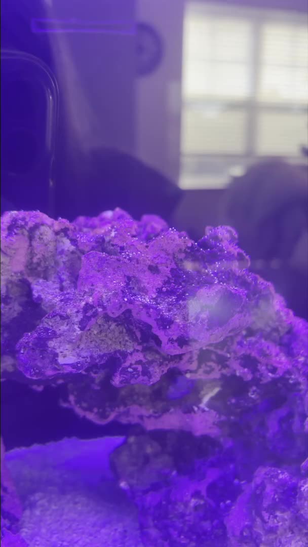 Tank is entering the ugly stage and has started getting air bubbles on the rock and some a...