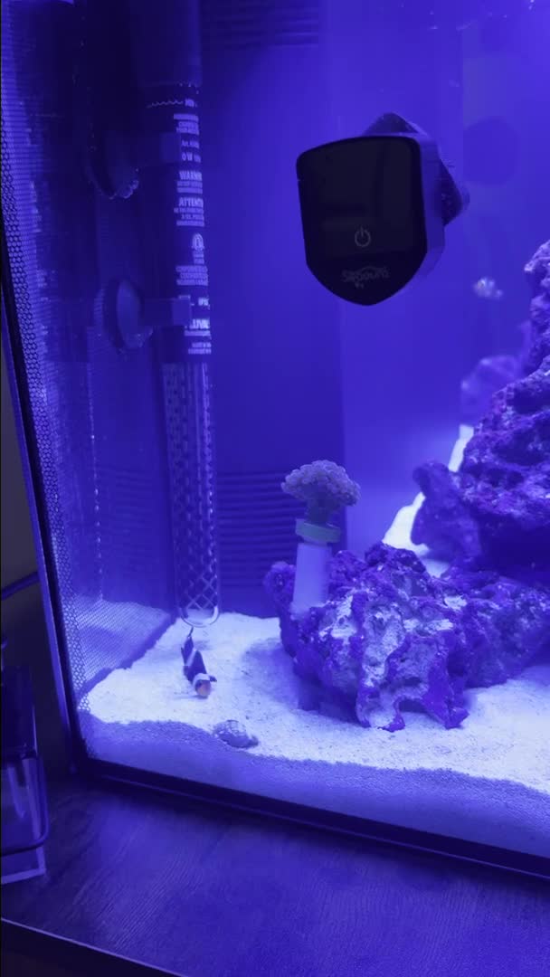 I have had these clownfish for about 2 weeks. The black one just stays down on the bottom....