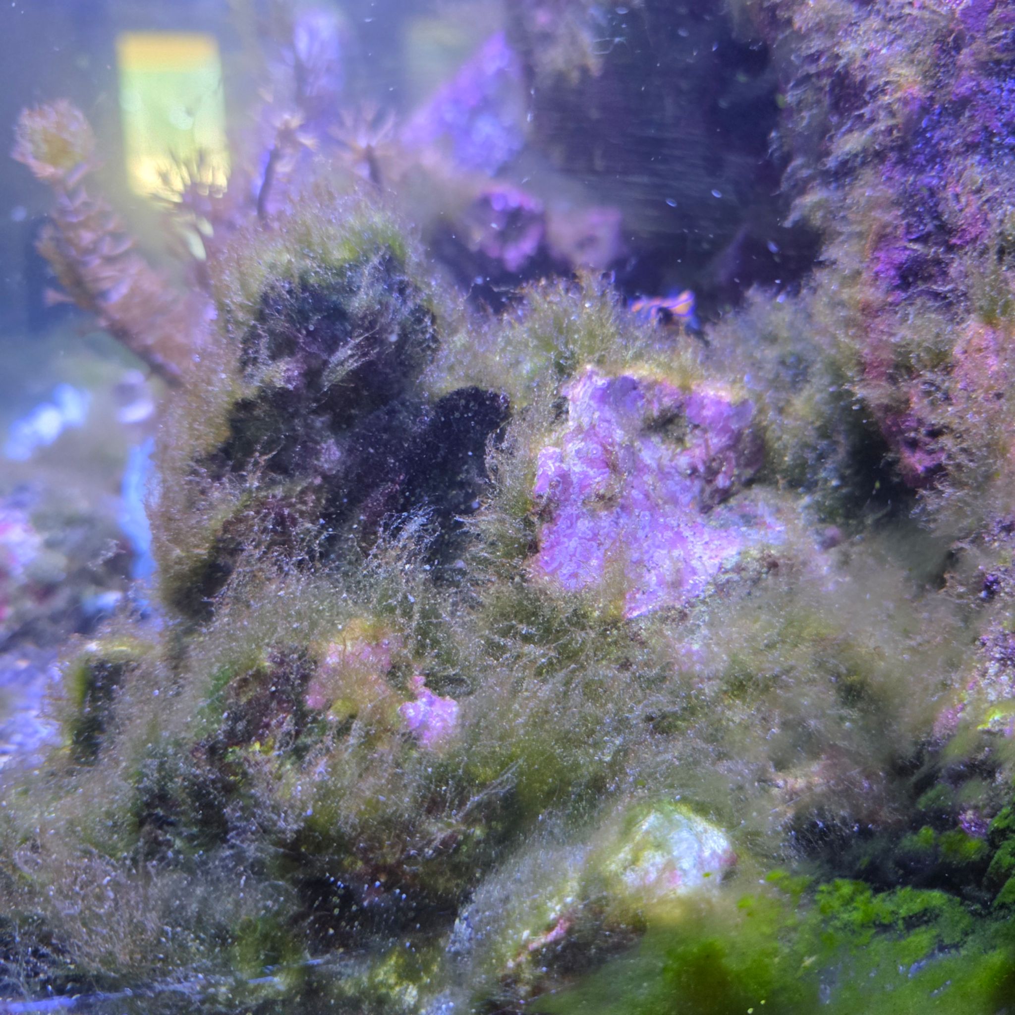 How to control green algae with high magnesium in reef tank