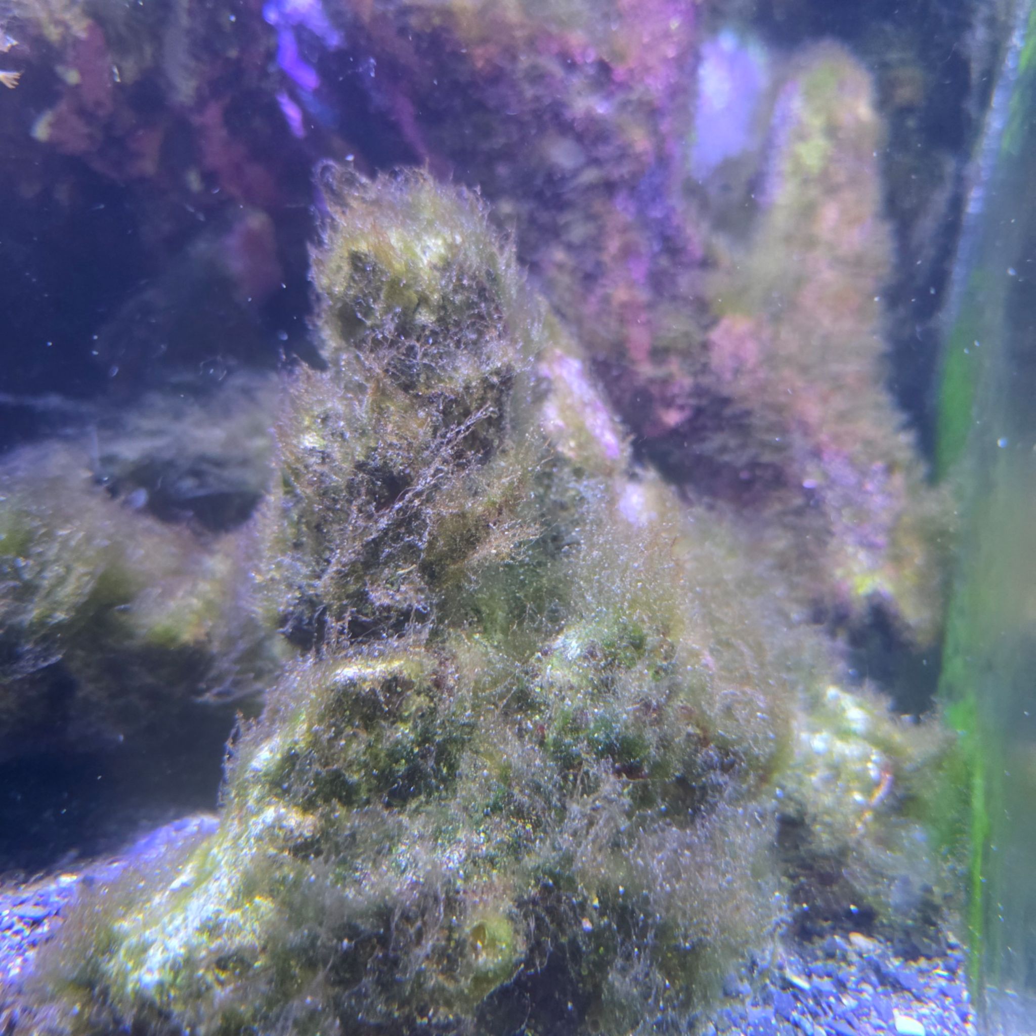 How to control green algae with high magnesium in reef tank (photo 2)